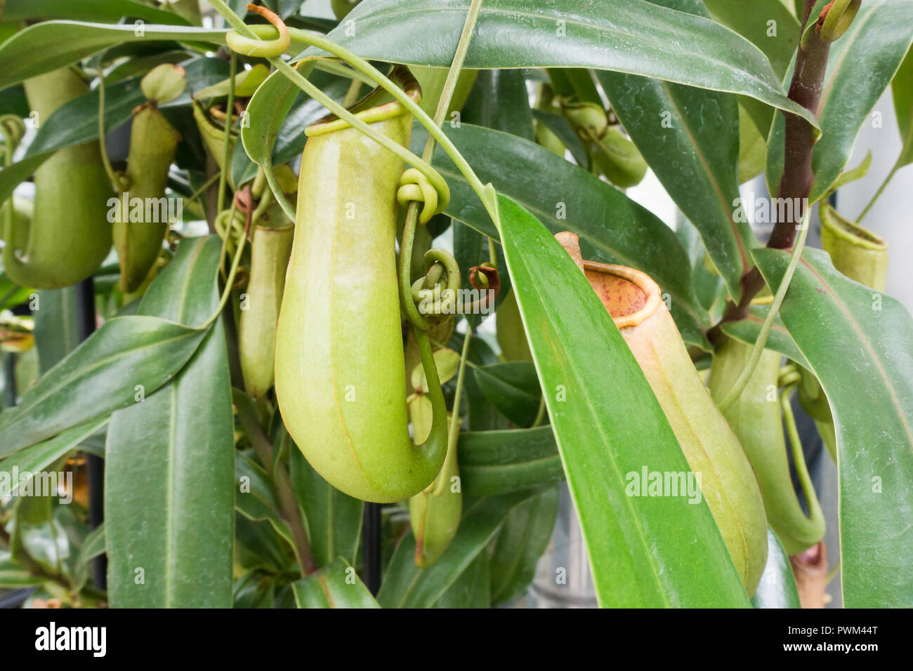 Tropical pitcher plant (Nepenthes distillatoria) native to Sri Lanka Stock Photo