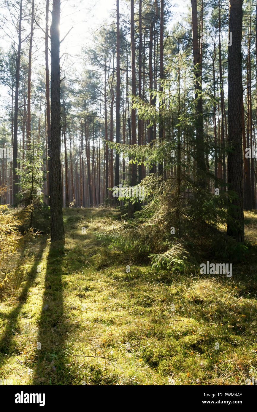 Coniferous forest backlit by the sun on a foggy autumn day in the Tuchola Forest in Poland, Europe. Stock Photo