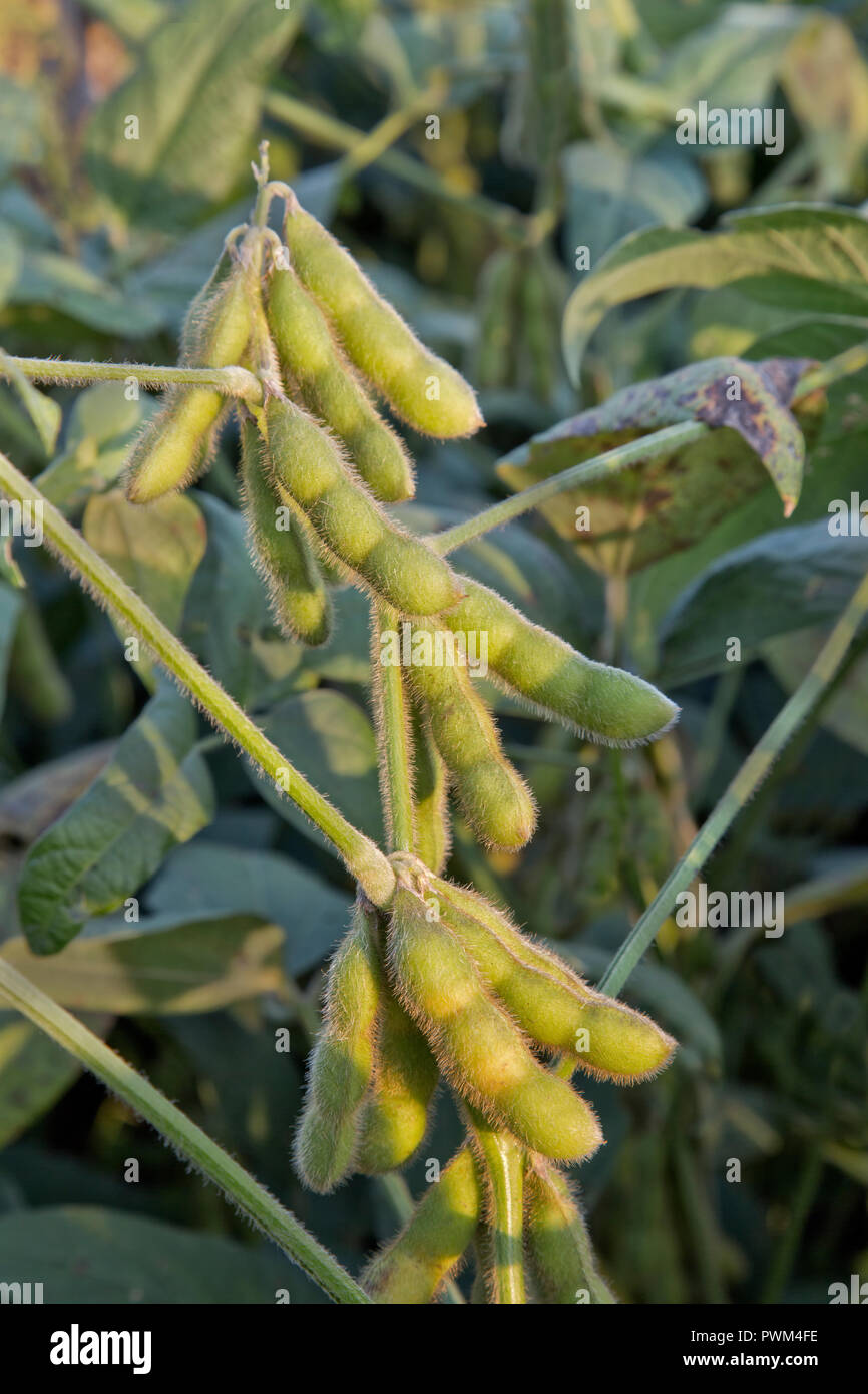 Maturing soybeans 'Glycine max' maturing on plant,  pm light. Stock Photo