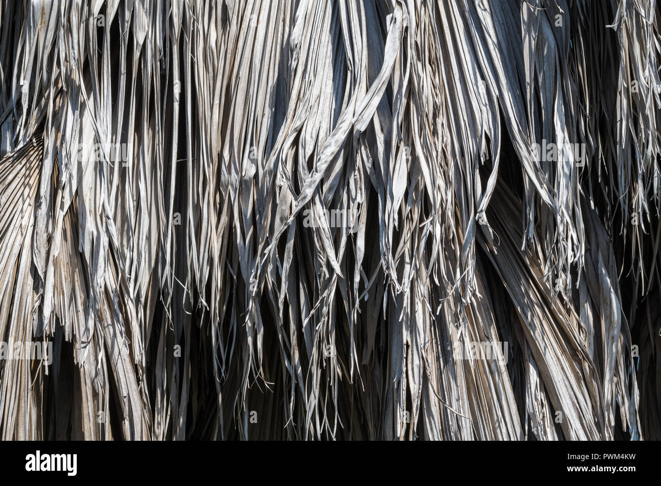 Detail of dead palm leaves Stock Photo Alamy
