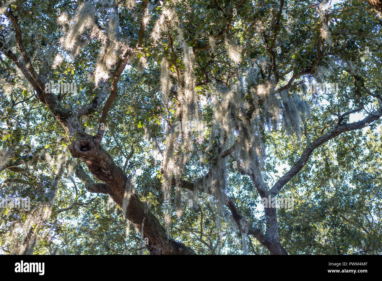 Tree of Life in Audubon Park Stock Photo Alamy