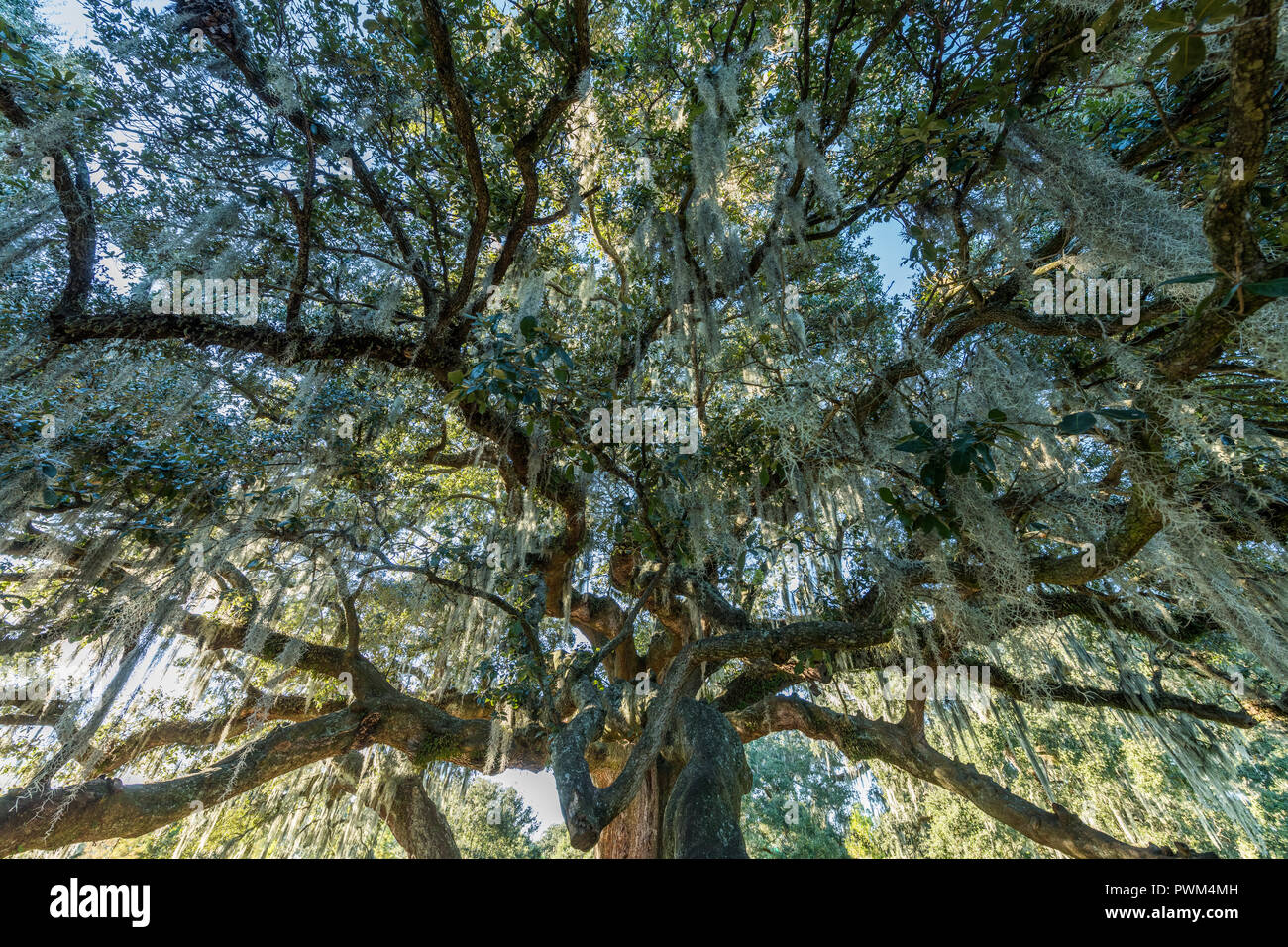 Tree of Life in Audubon Park Stock Photo