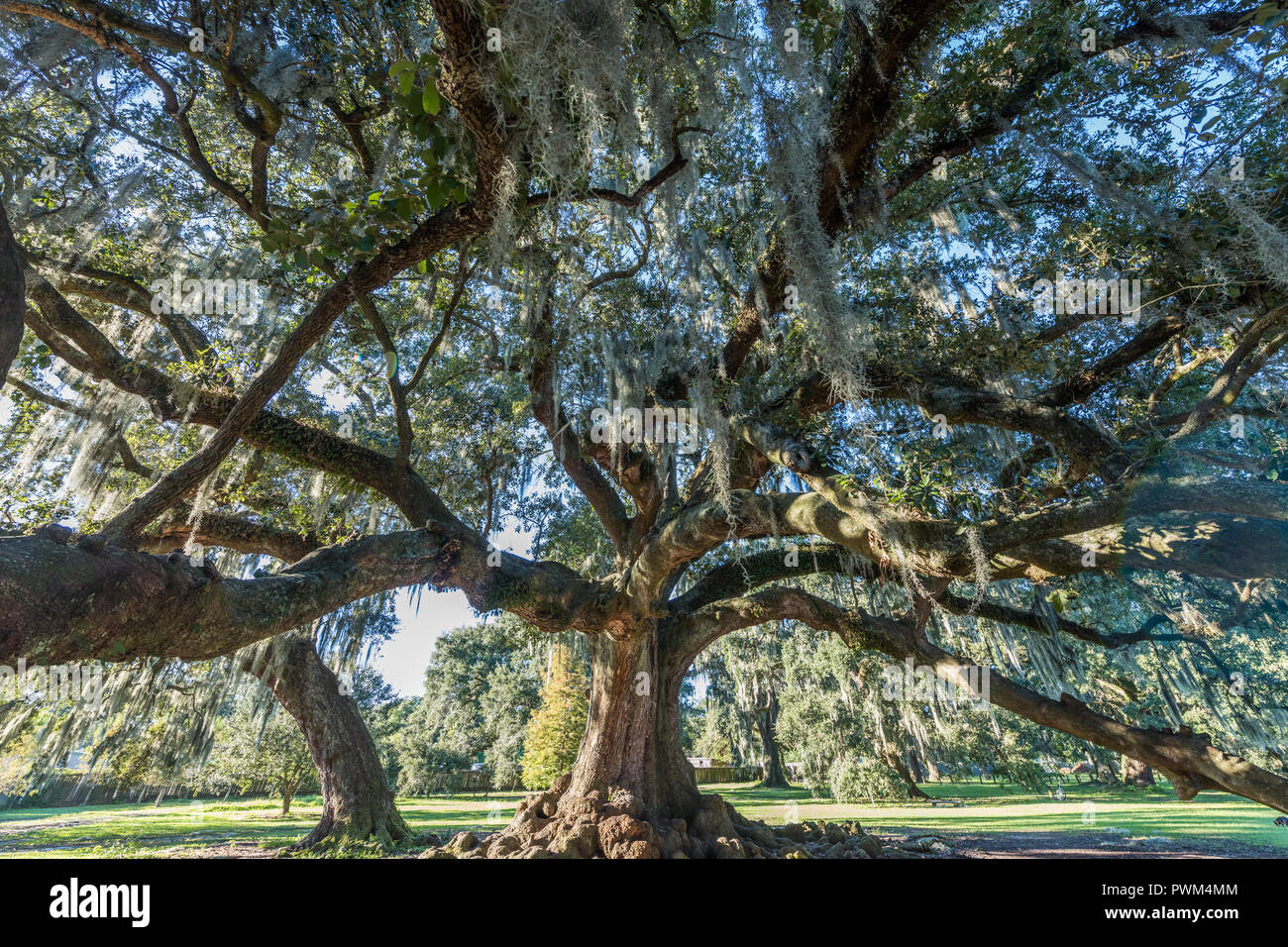 Tree of Life in Audubon Park Stock Photo Alamy
