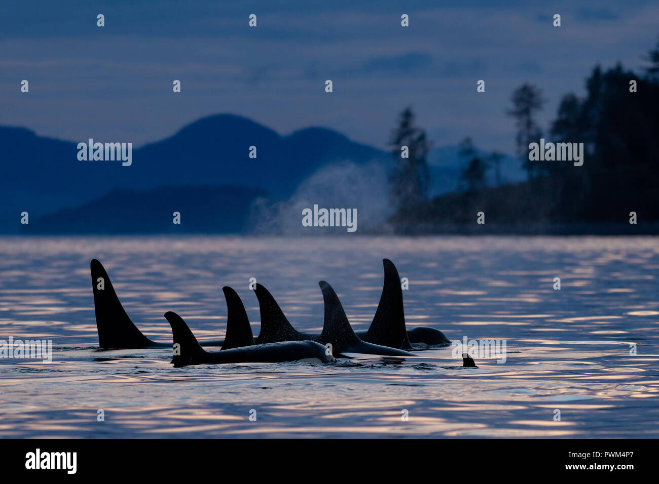 Northern resident killer whales (Orcinus orca) A24's and A36's in a tight resting line around Donegal Head, west of Blackfish Sound off Vancouver Isla Stock Photo