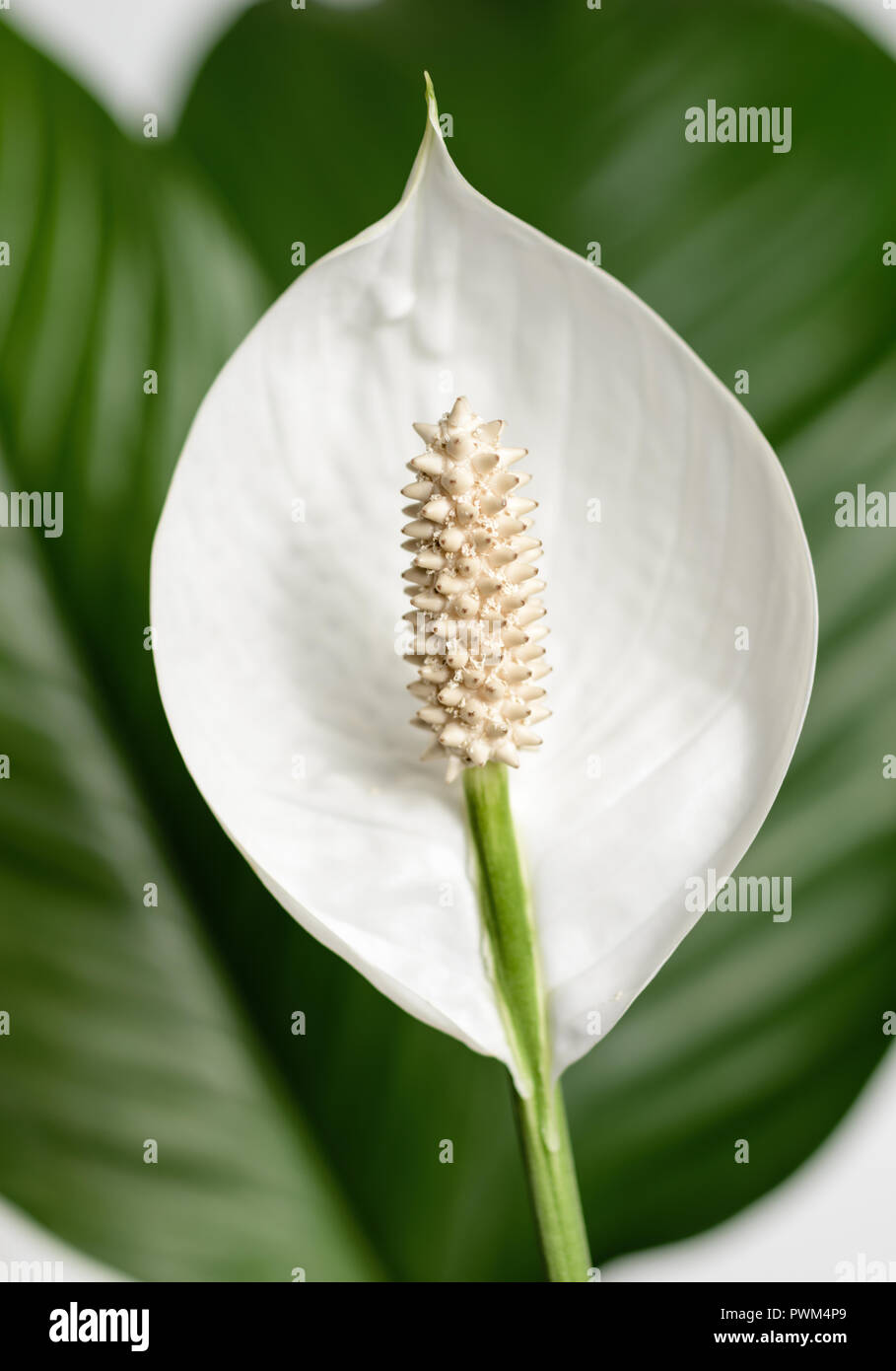Blossom flower of spathiphyllum wallisii spath lily araceae home plant Stock Photo