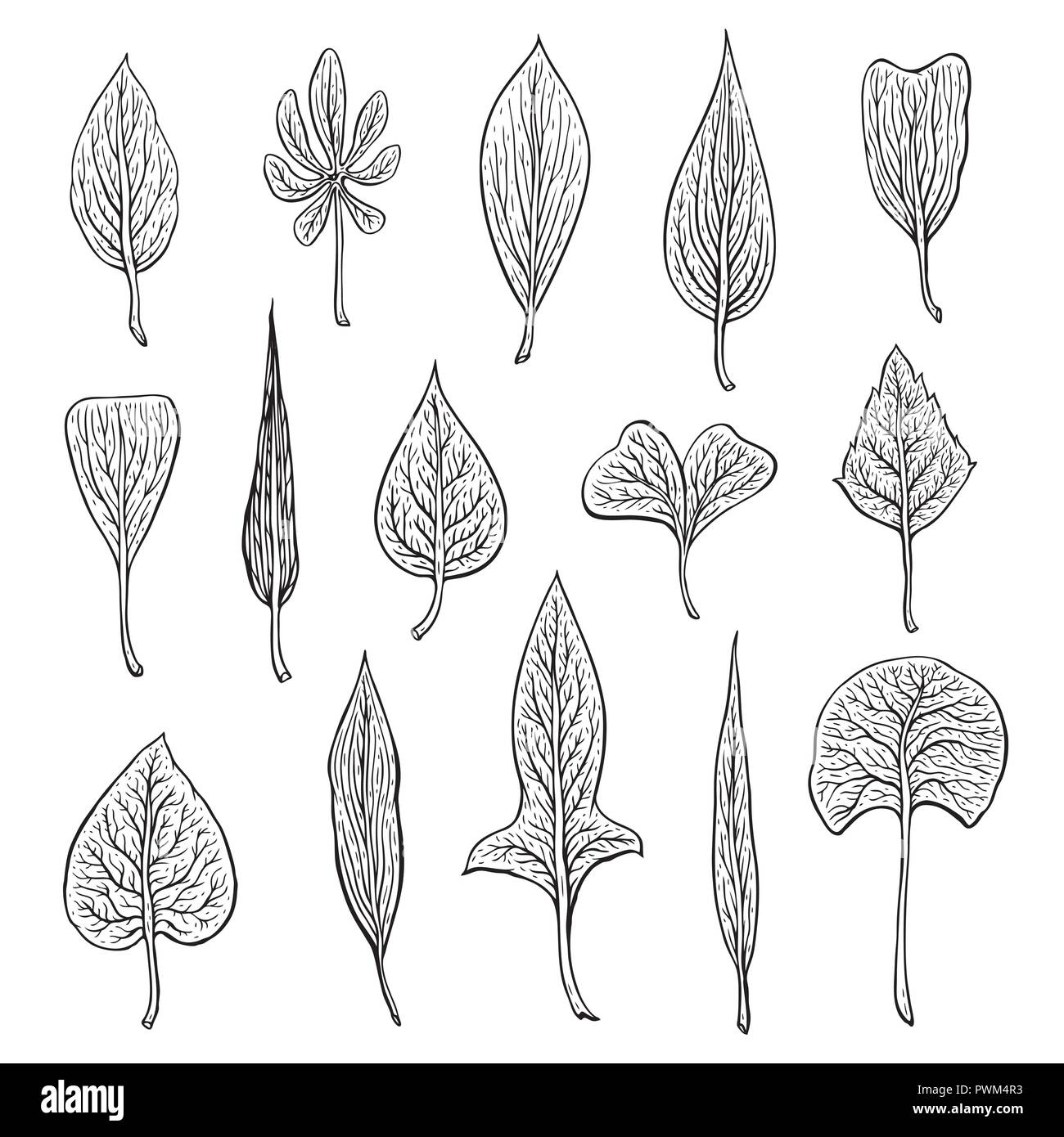форма листовой пластинки одуванчика лекарственного. Types of leaves. Simple leaves. Types of leaves. Matching types of leaves worksheets for kids.