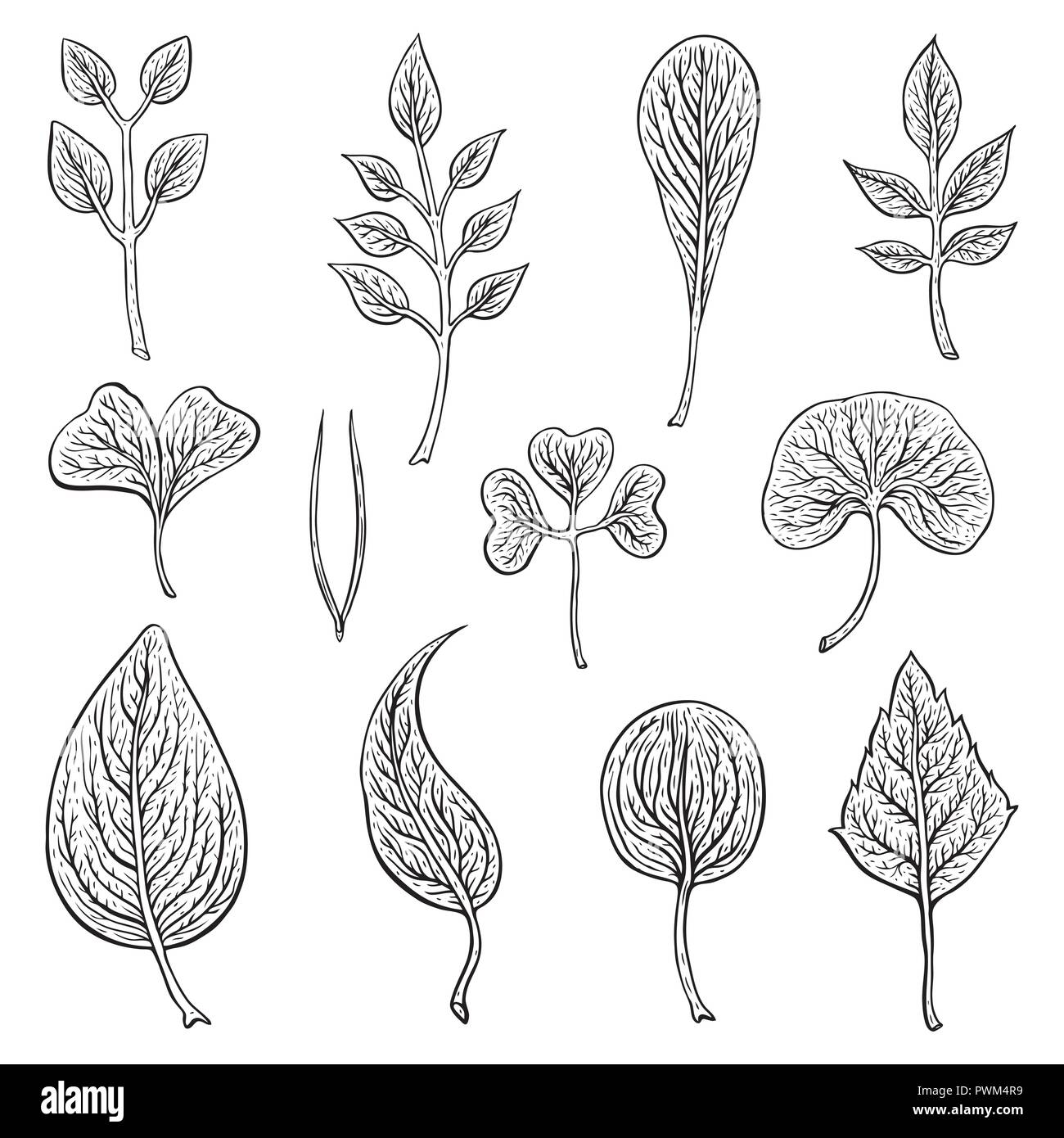 Types of leaf. Outline leaves of different types Stock Vector Image