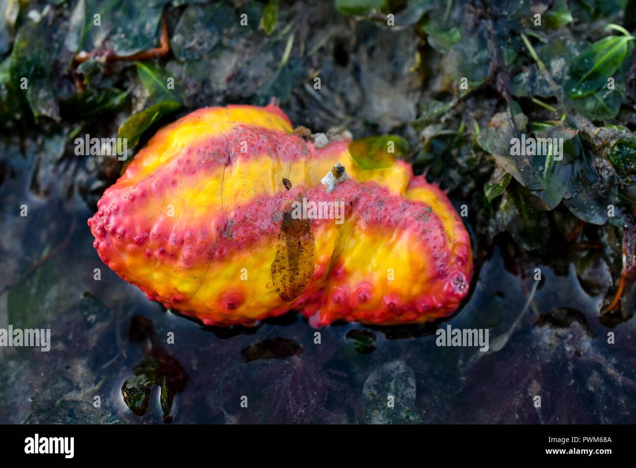 Pink warty sea cucumber Stock Photo