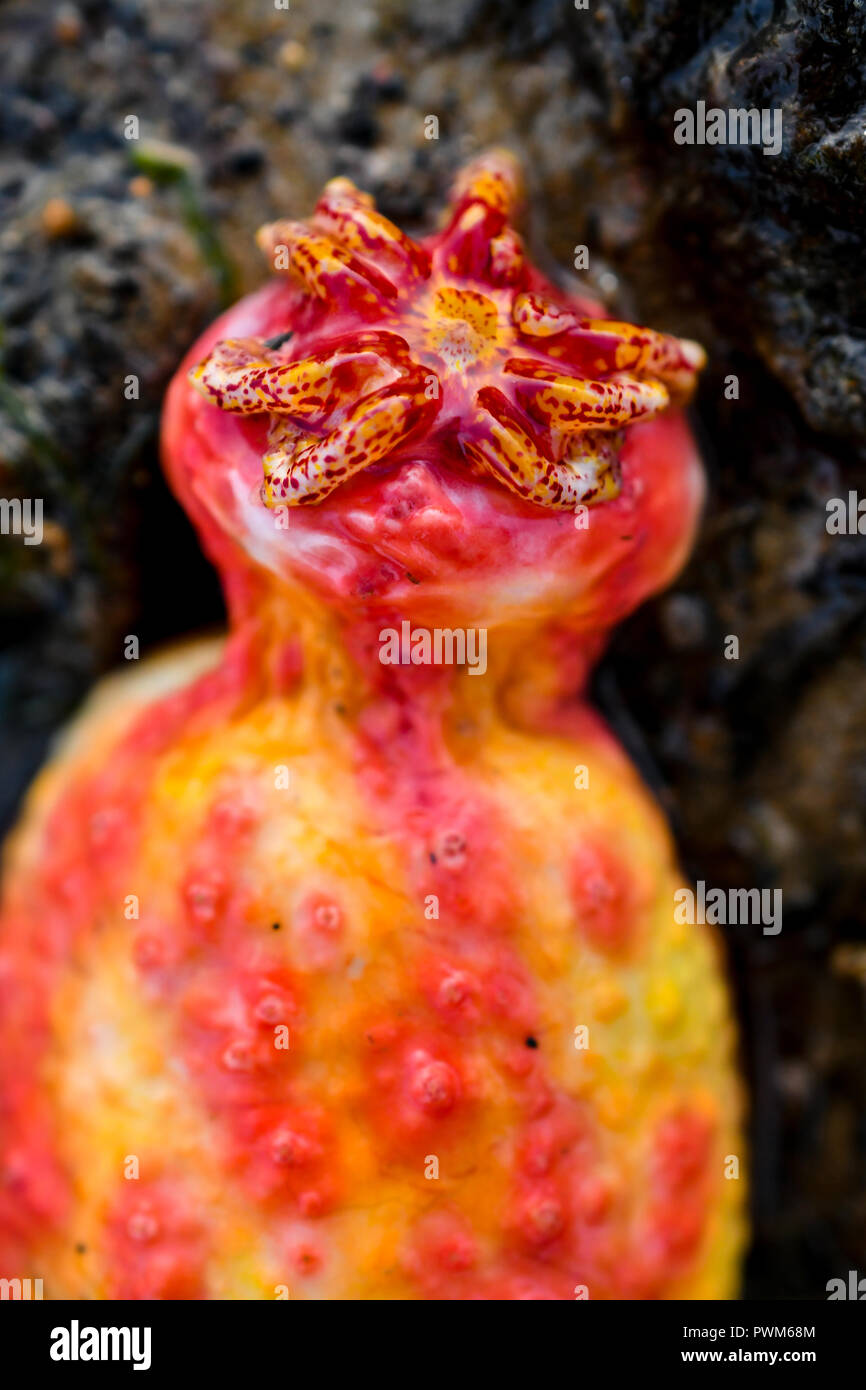 Pink warty sea cucumber Stock Photo Alamy