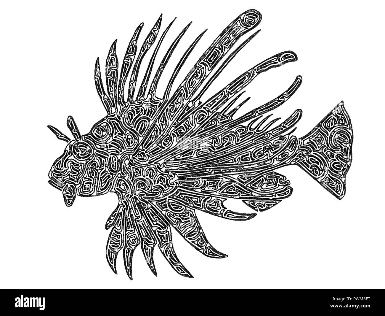 Lionfish Black And White Stock Photos Images Alamy Shark, turtle, eel, octopus, seal, narwhal: https www alamy com illustration of lionfish black and white drawing maze lines image222335004 html