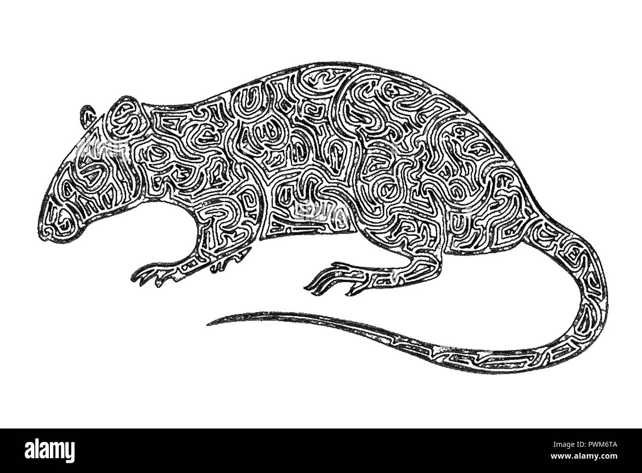 Rat Drawing High Resolution Stock Photography And Images Alamy Rat Drawing High Resolution Stock Photography And Images Alamy