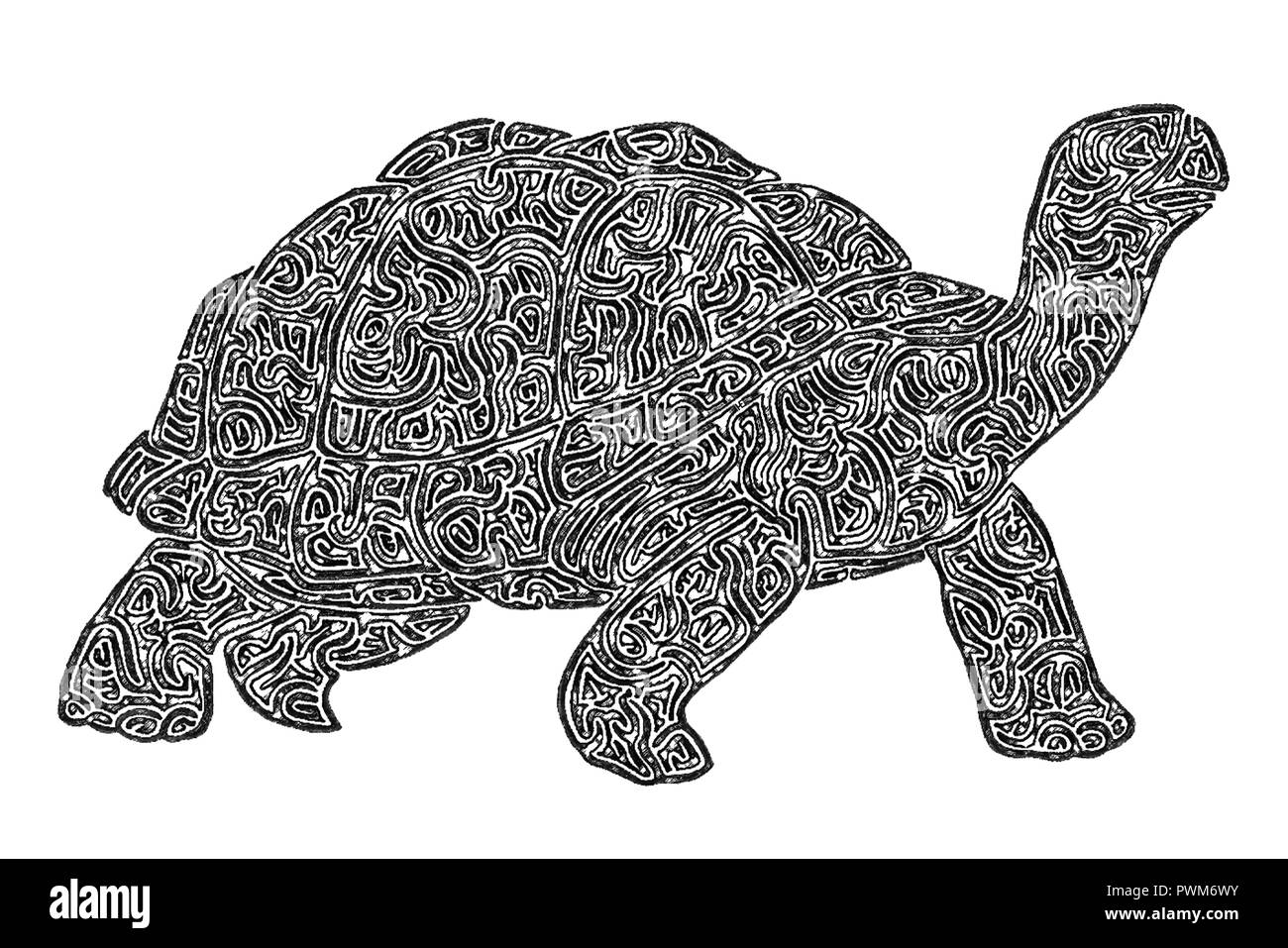 Galapagos Tortoise Illustration High Resolution Stock Photography