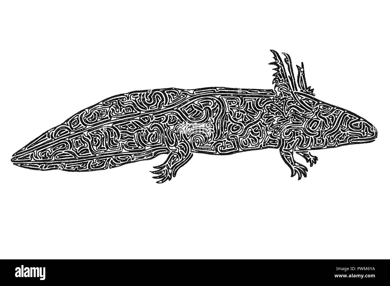 Illustration Of An Axolotl Black And White Drawing Maze Lines Stock Photo Alamy Illustration Of An Axolotl Black And White Drawing Maze Lines Stock Photo Alamy