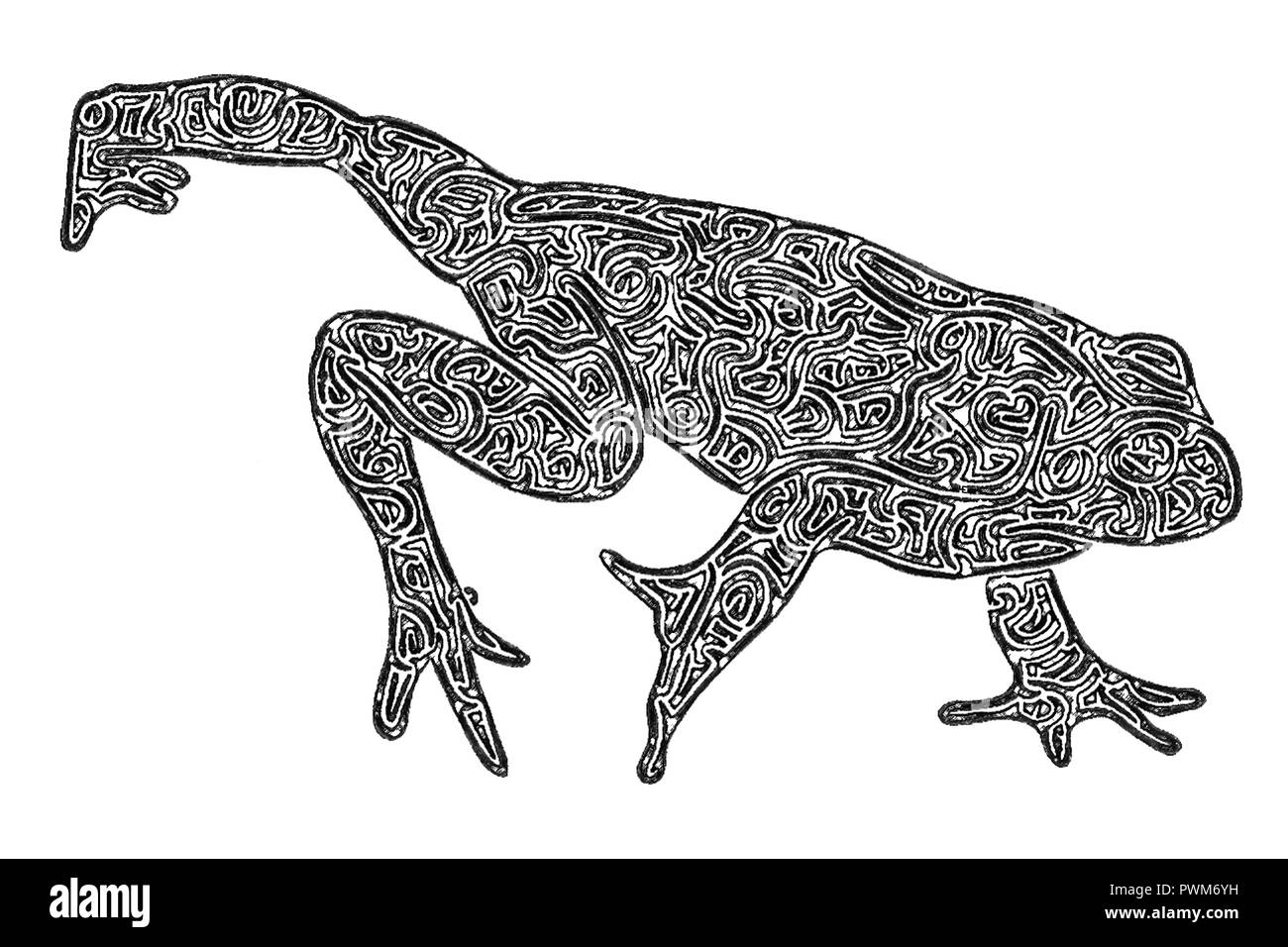 Frog Anatomy High Resolution Stock Photography and Images Alamy