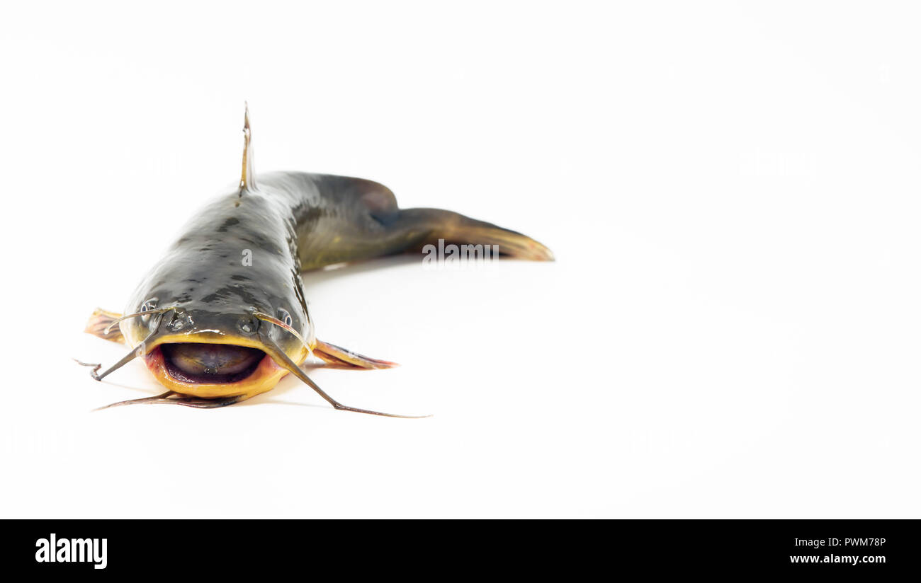 Catfish isolated on white background. Caught in Columbia river, Oregon. Stock Photo