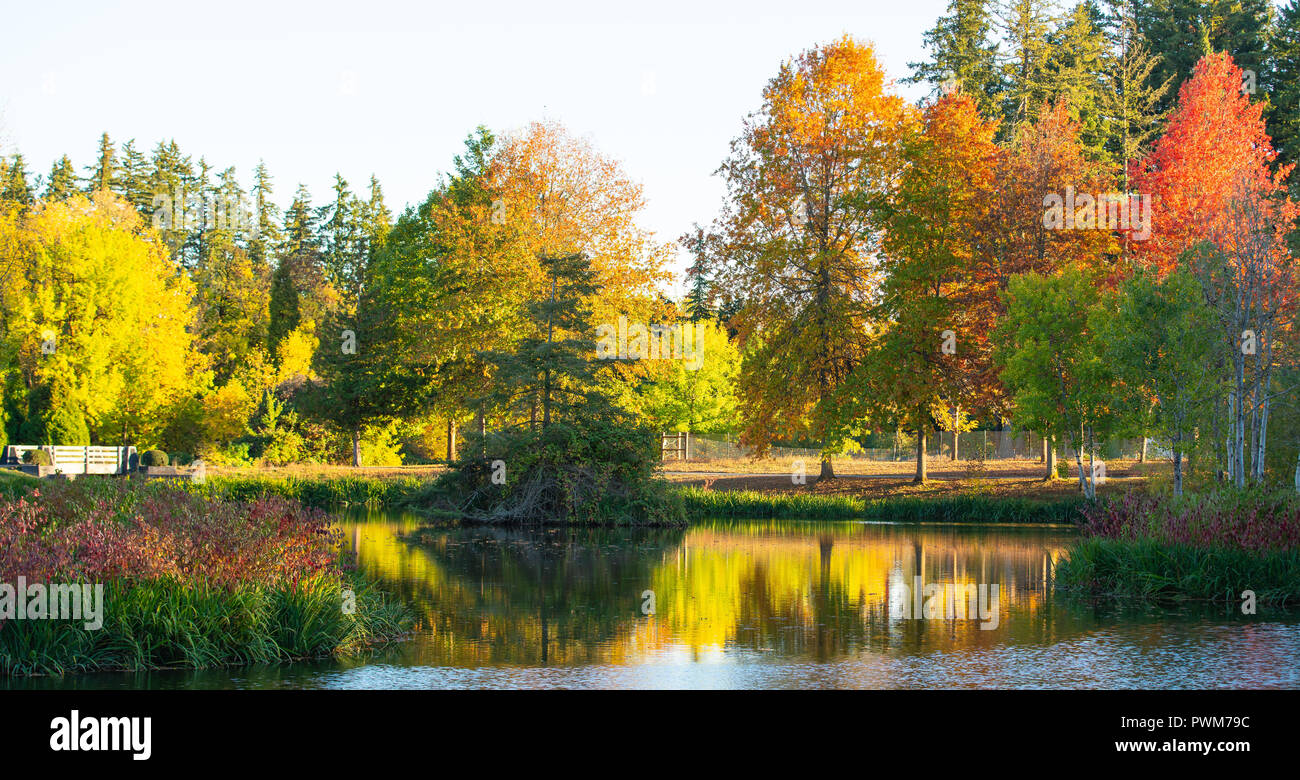 Oregon public park at autumn time. Trees covered in vibrant foliage ...