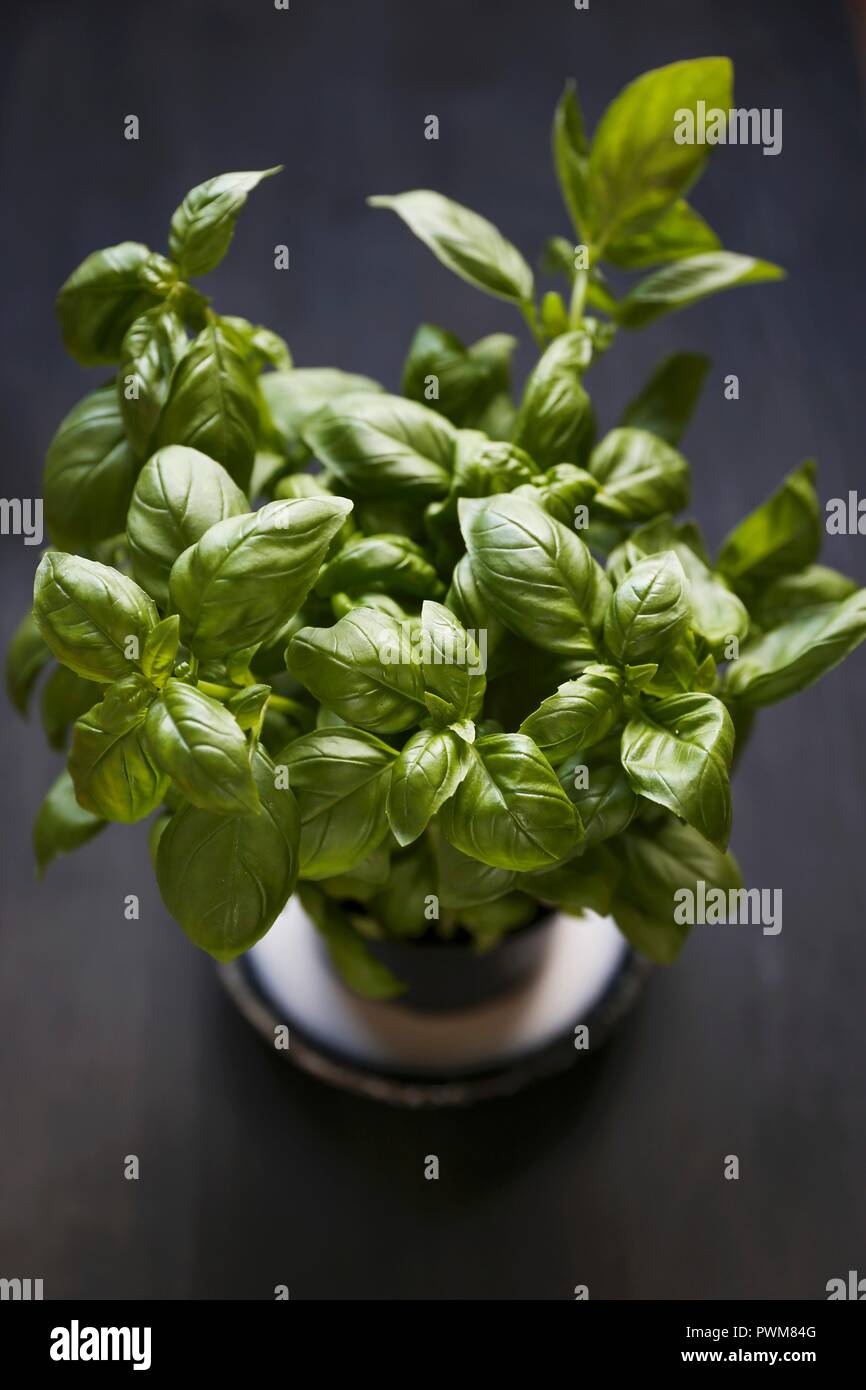Basil in flowerpot Stock Photo Alamy