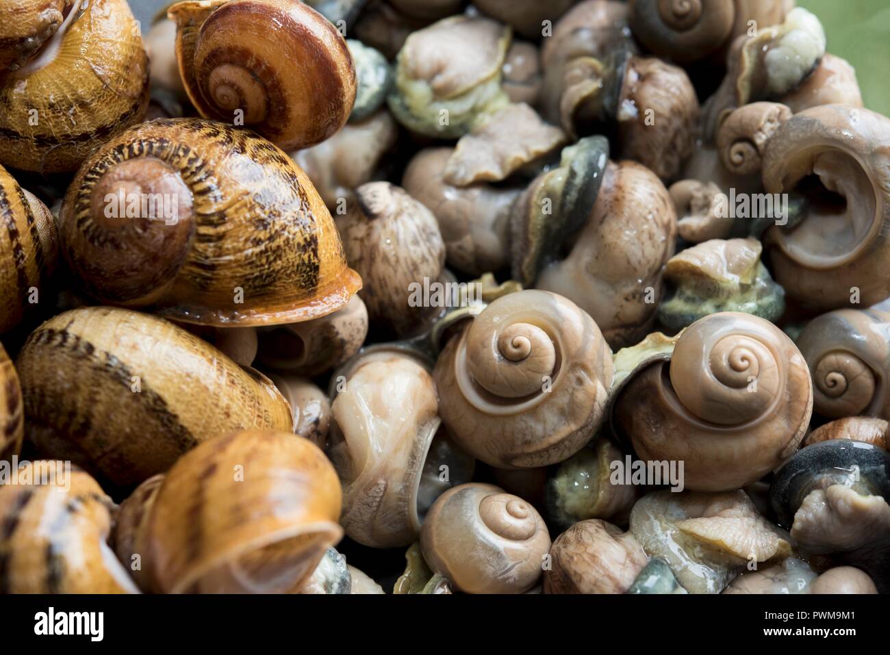 Edible snails, some without shells Stock Photo