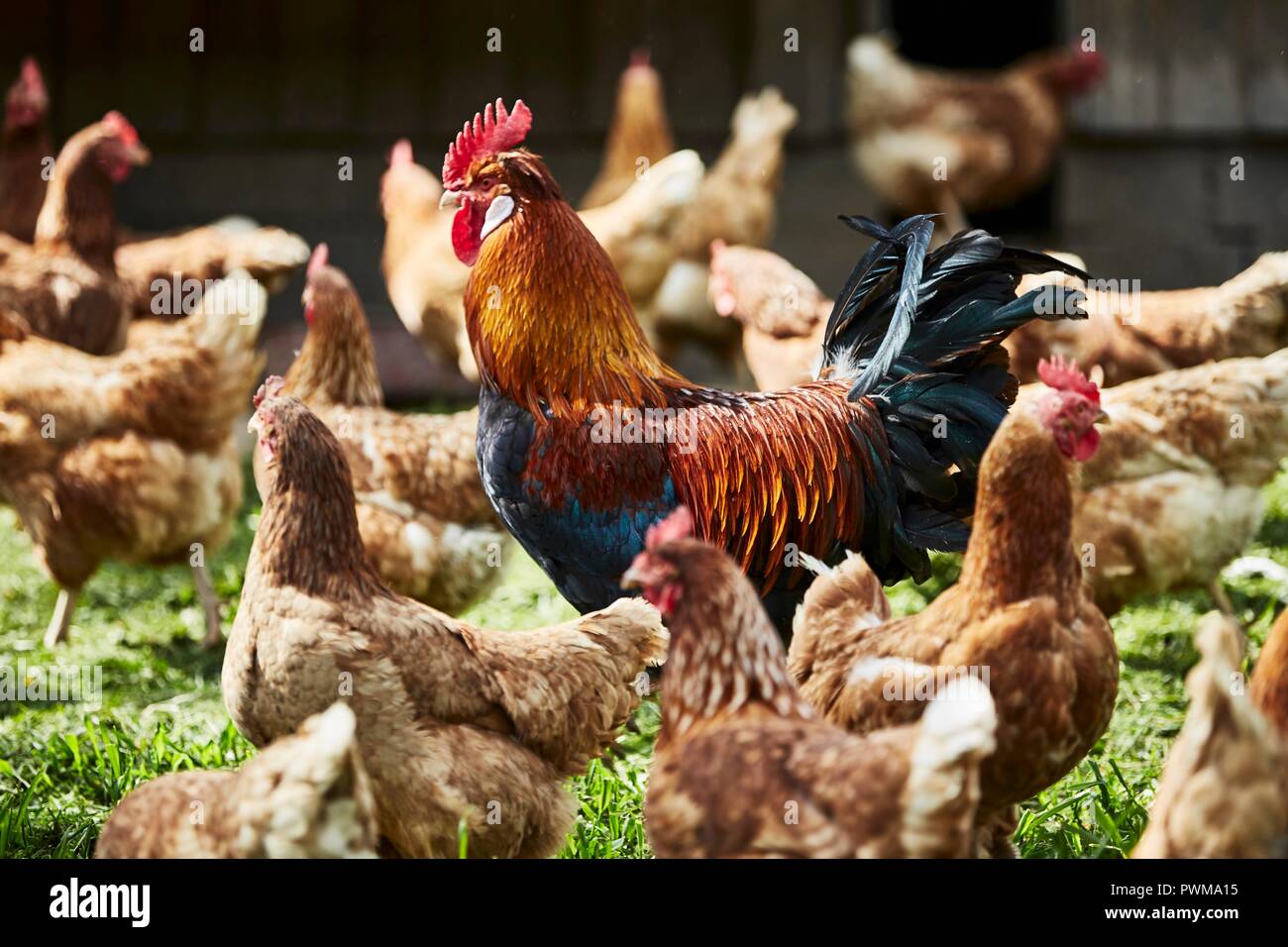 Freerange organic chickens Stock Photo Alamy