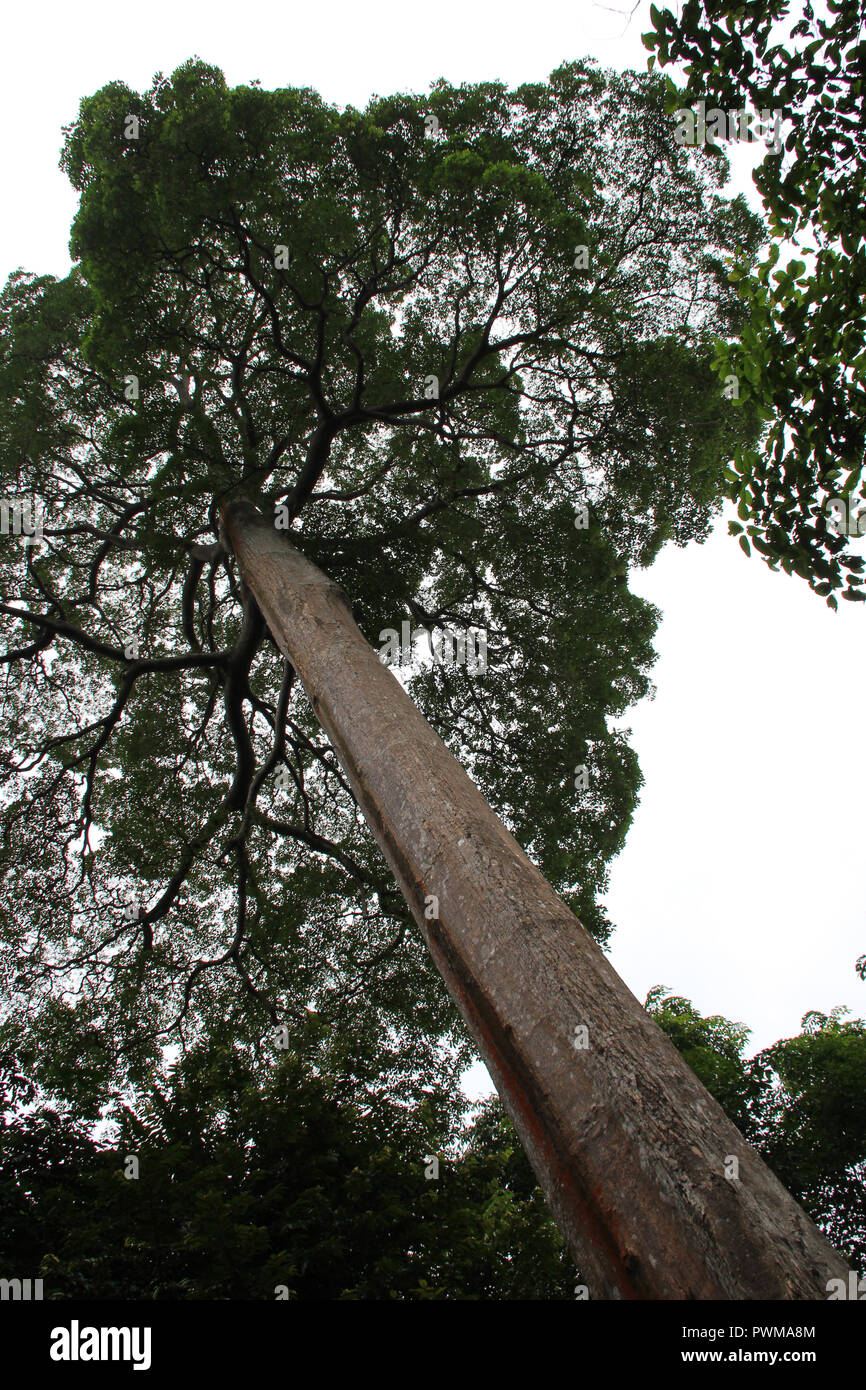 In Pulau Ubin in Singapore. Stock Photo