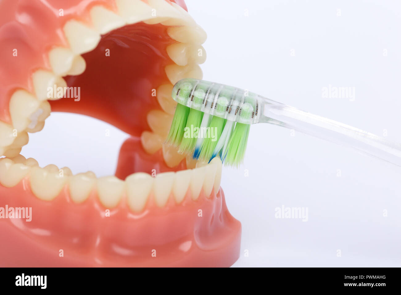 Tooth brush and Orthodontic Model used in dentistry for demonstration