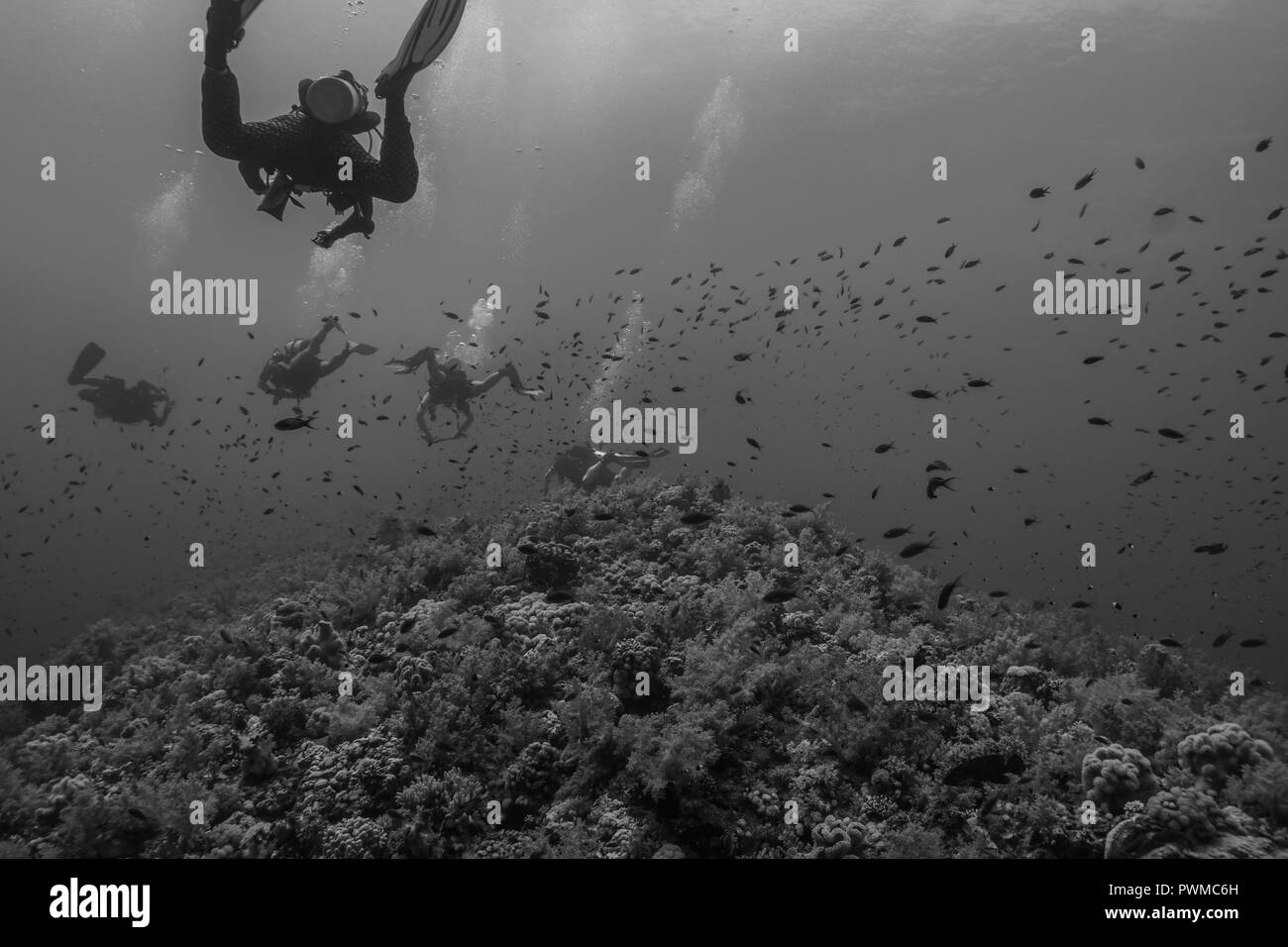 Diving the Red Sea Stock Photo - Alamy