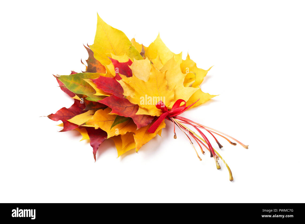 Bouquet of red and yellow maple leaves tied red ribbon. Isolated, angle view. Stock Photo