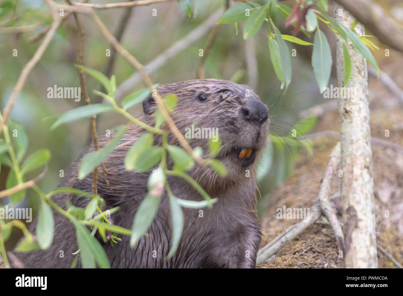 Euroasian Beaver (Castor fiber) eating willow on the river Ericht, near Blairgowrie, Scotland, UK. Stock Photo