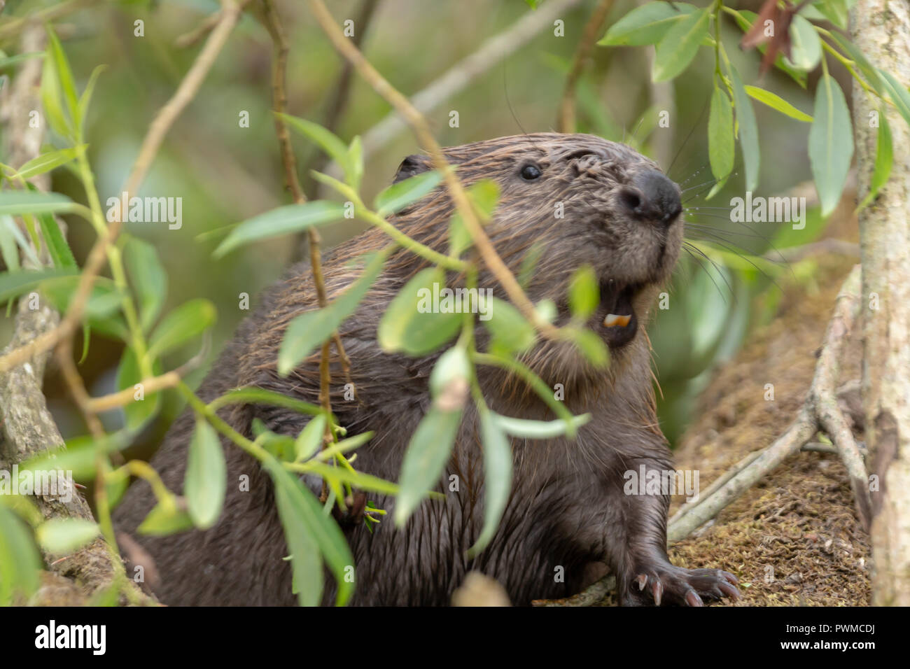 Euroasian Beaver (Castor fiber) eating willow on the river Ericht, near Blairgowrie, Scotland, UK. Stock Photo