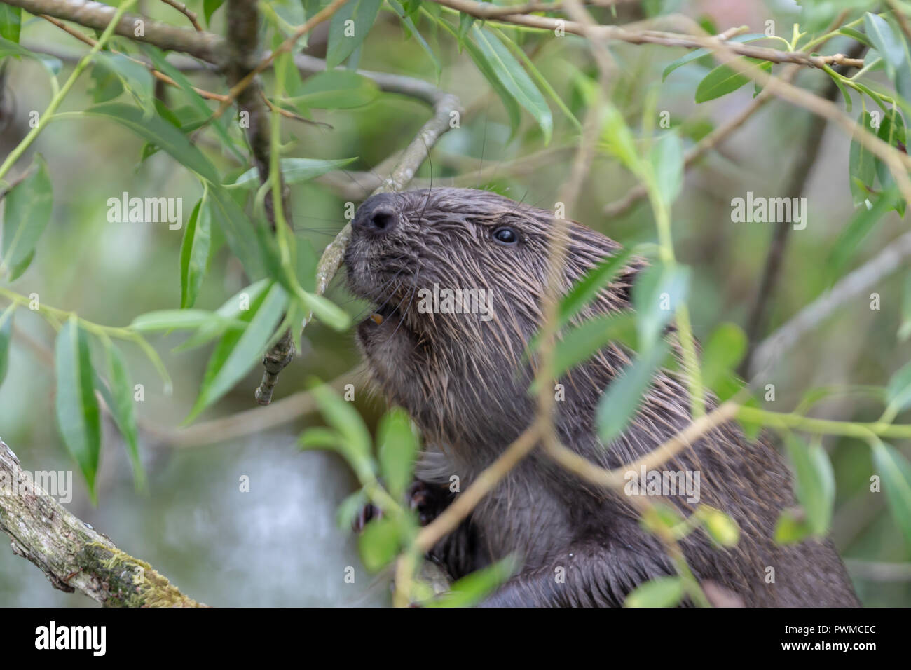 Euroasian Beaver (Castor fiber) eating willow on the river Ericht, near Blairgowrie, Scotland, UK. Stock Photo