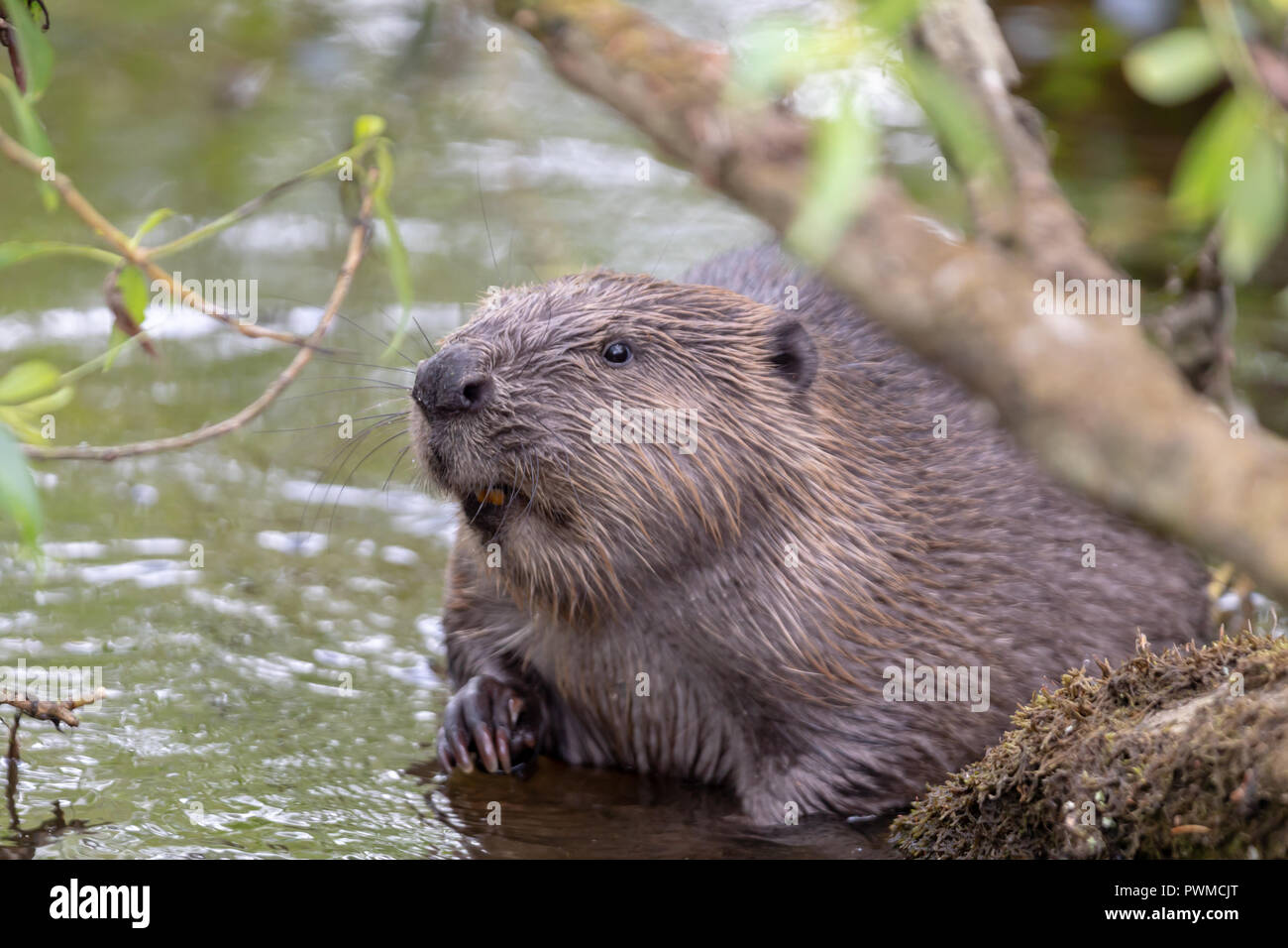 Eurasian Beaver (Castor fiber) eating willow on the river Ericht, near Blairgowrie, Scotland, UK. Stock Photo