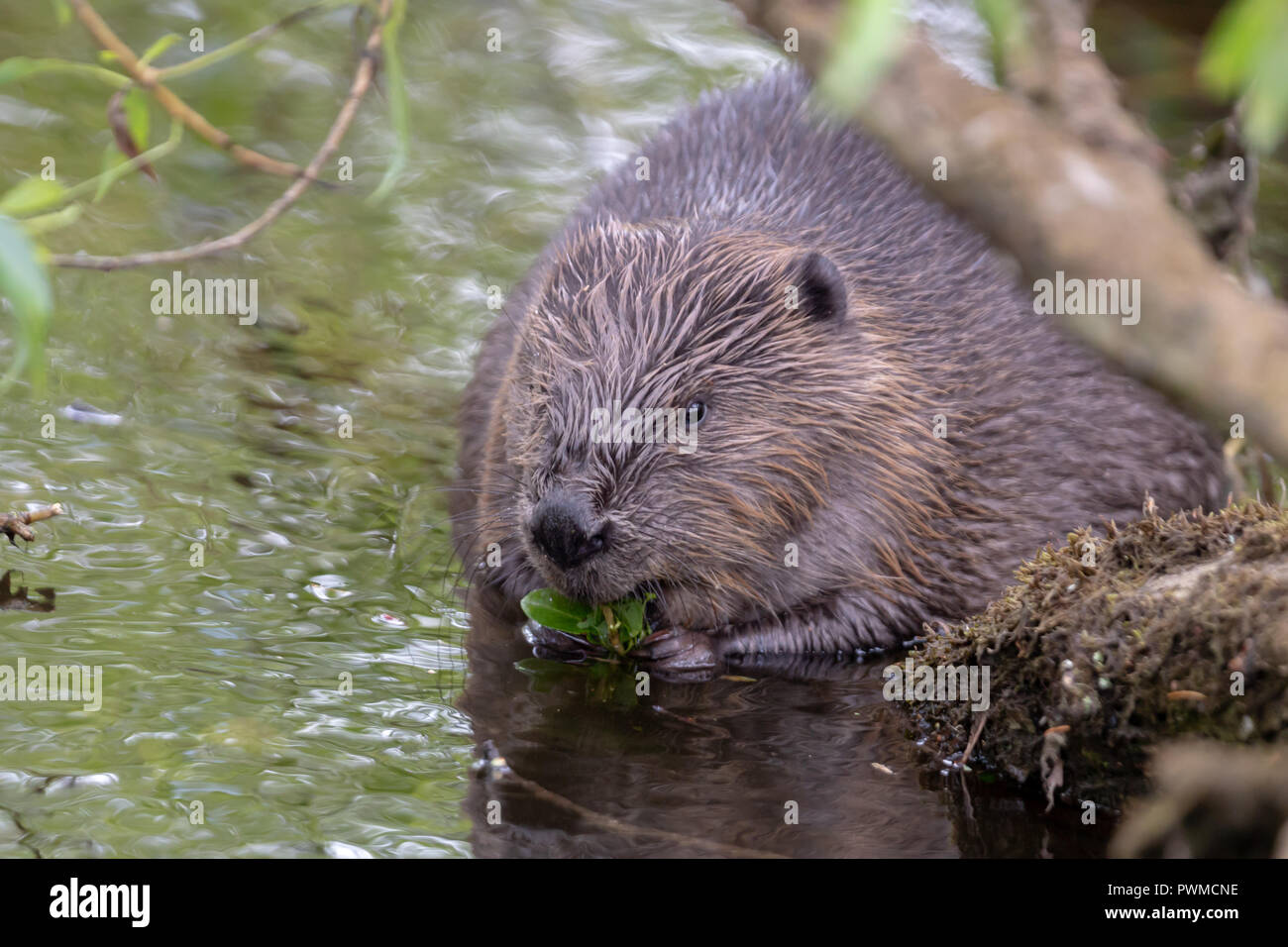 Eurasian Beaver (Castor fiber) on the river Ericht, near Blairgowrie, Scotland, UK. Stock Photo