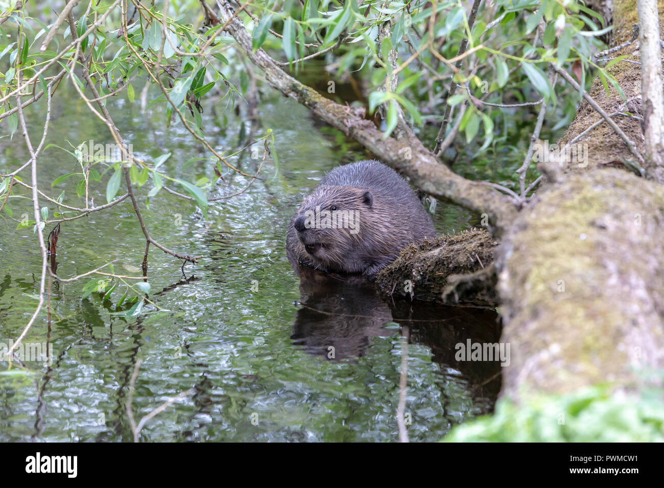 Eurasian Beaver (Castor fiber) on the river Ericht, near Blairgowrie, Scotland, UK. Stock Photo