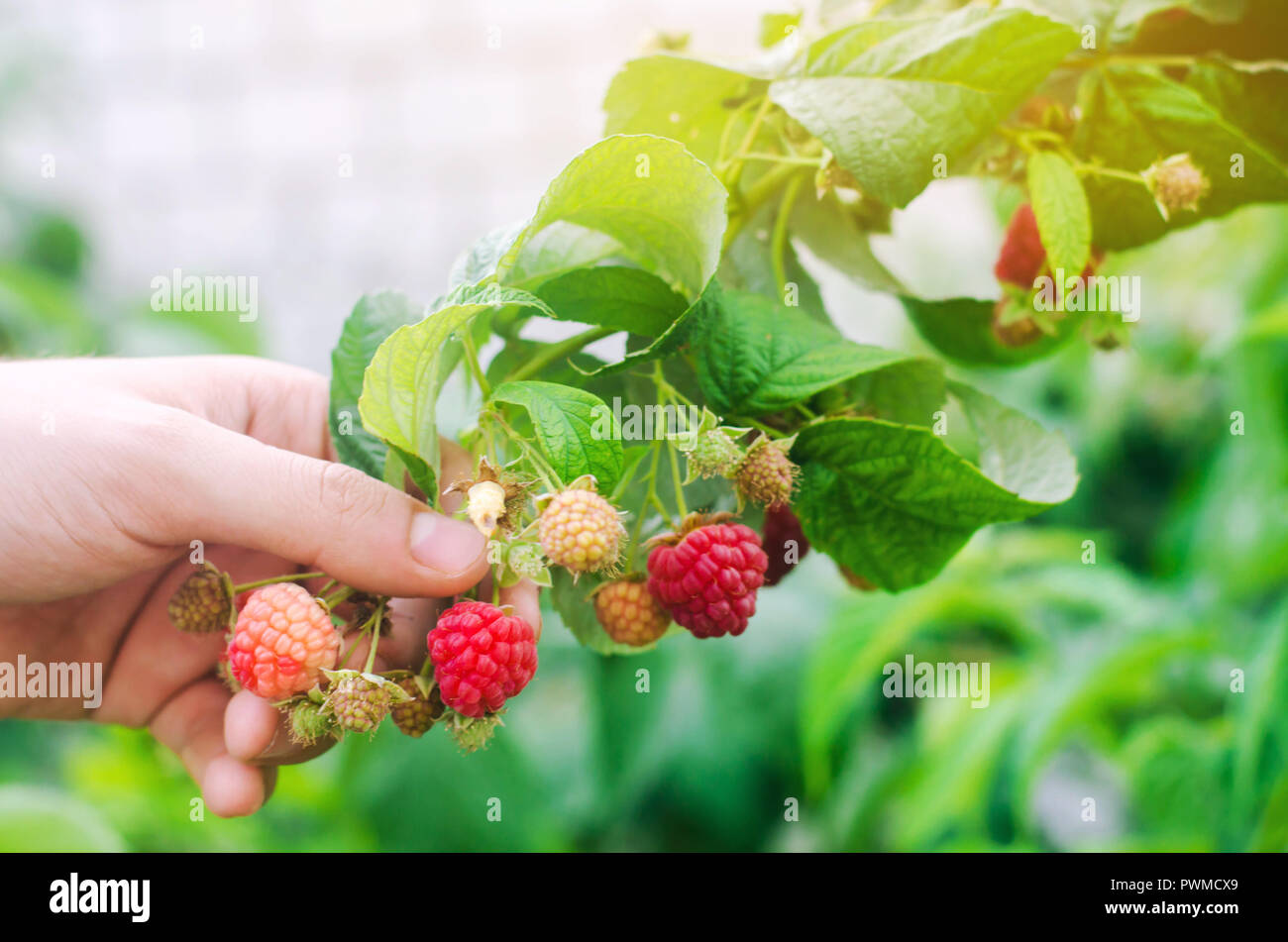Harvested Raspberry the farmer is harvesting fresh raspberries in the garden on a sunny day ...