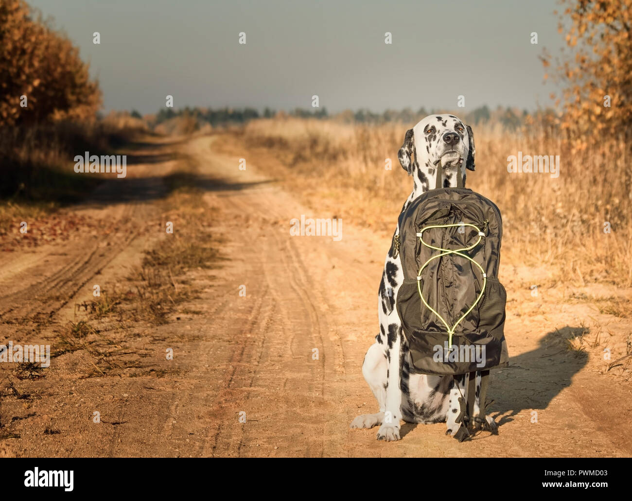Dalmatian dog with bag or luggage is going to trip Stock Photo