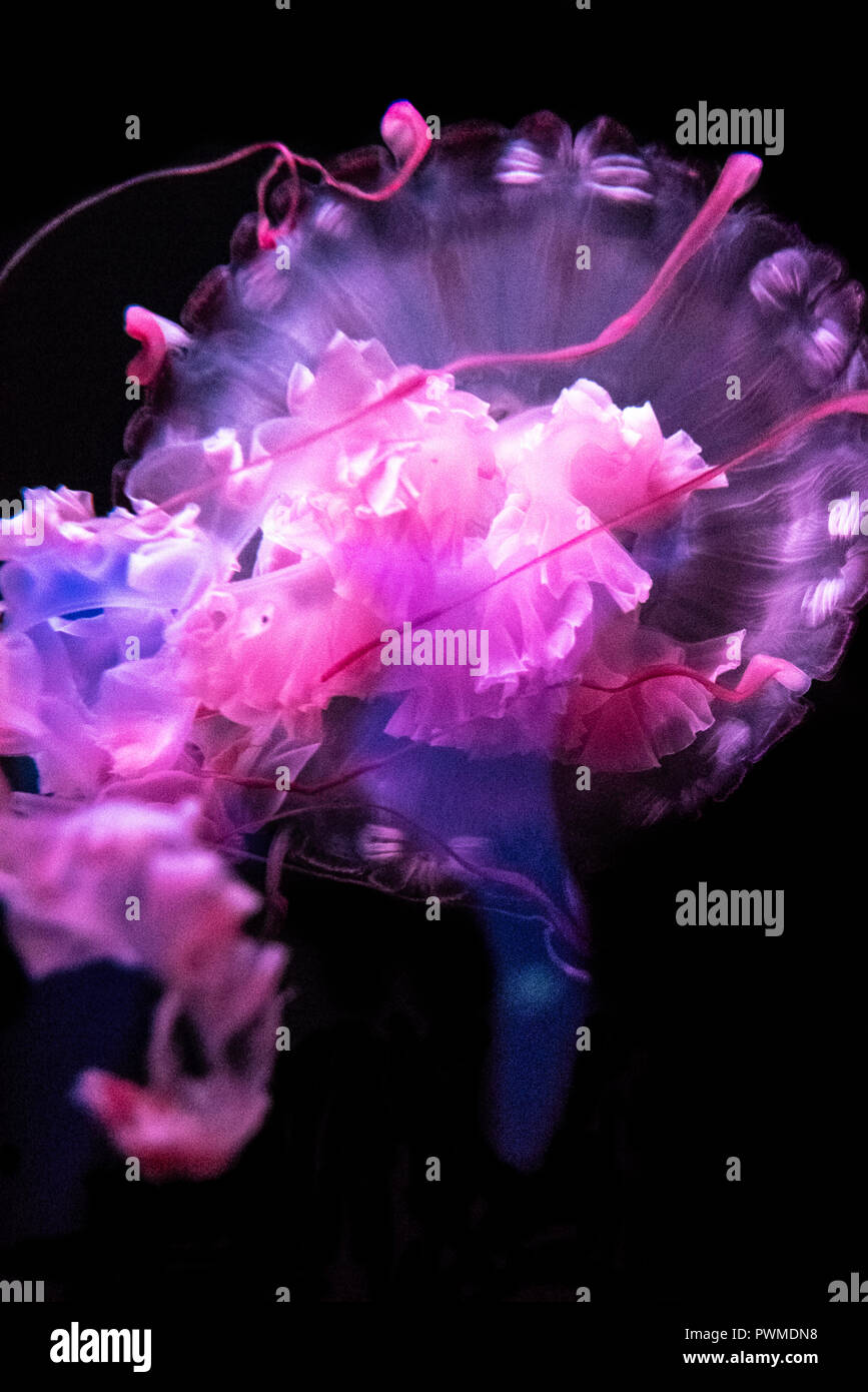 Beautiful purple-striped jelly at the Georgia Aquarium in downtown Atlanta, Georgia. (USA) Stock Photo