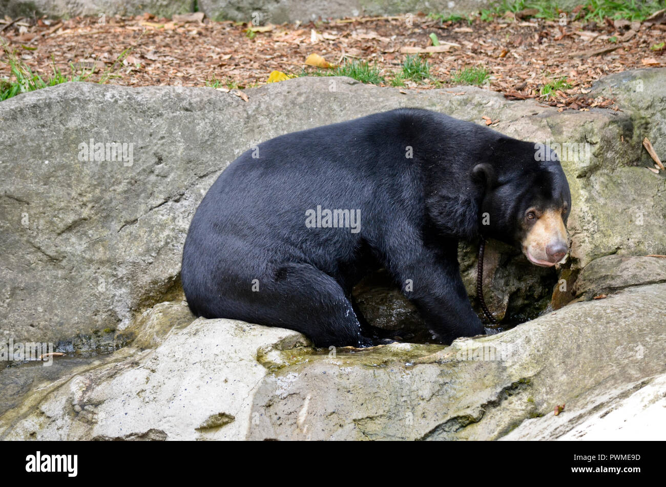 the black bear is sitting on a boulder Stock Photo - Alamy