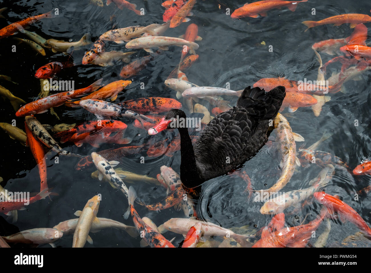 black duck swimming on pond with golden koi carp fish Stock Photo