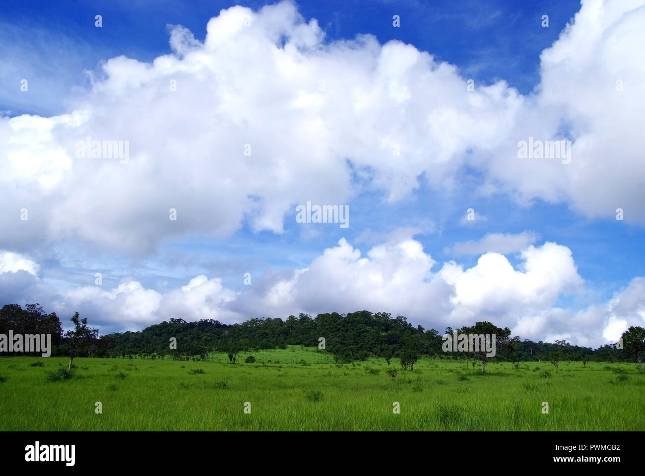 Rice field green grass blue sky cloud cloudy landscape background Stock ...