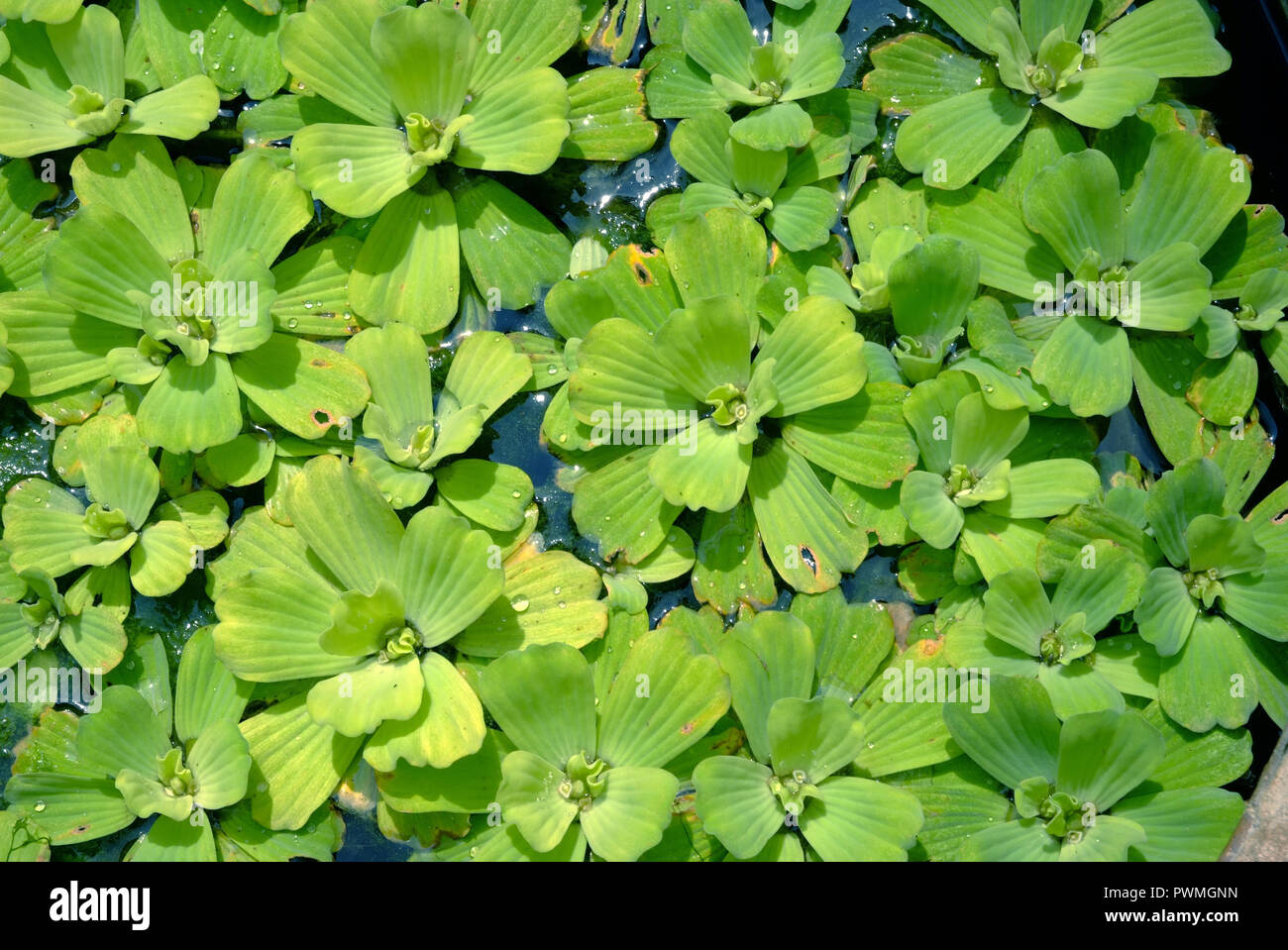 The scientific name Pistia stratiotes L.common name Water lettuce in nature Stock Photo