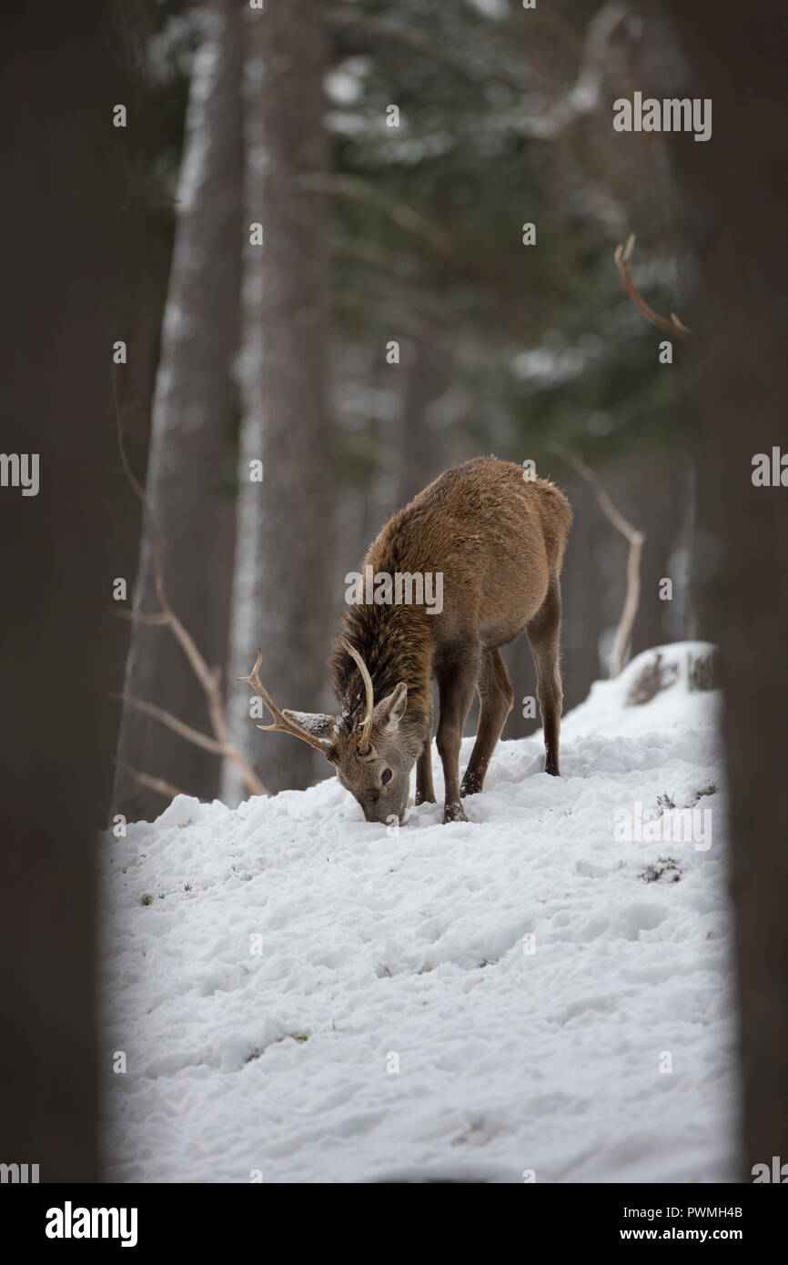 Red deer stag (Cervus elaphus) in a Scottish woodland in the snow, during winter. Stock Photo