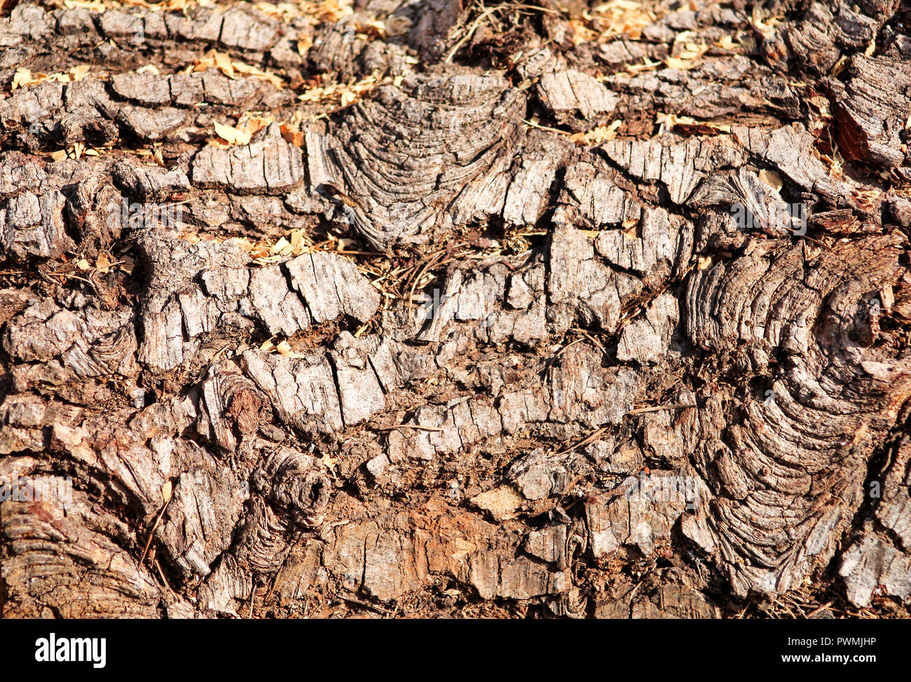 a tree log ready