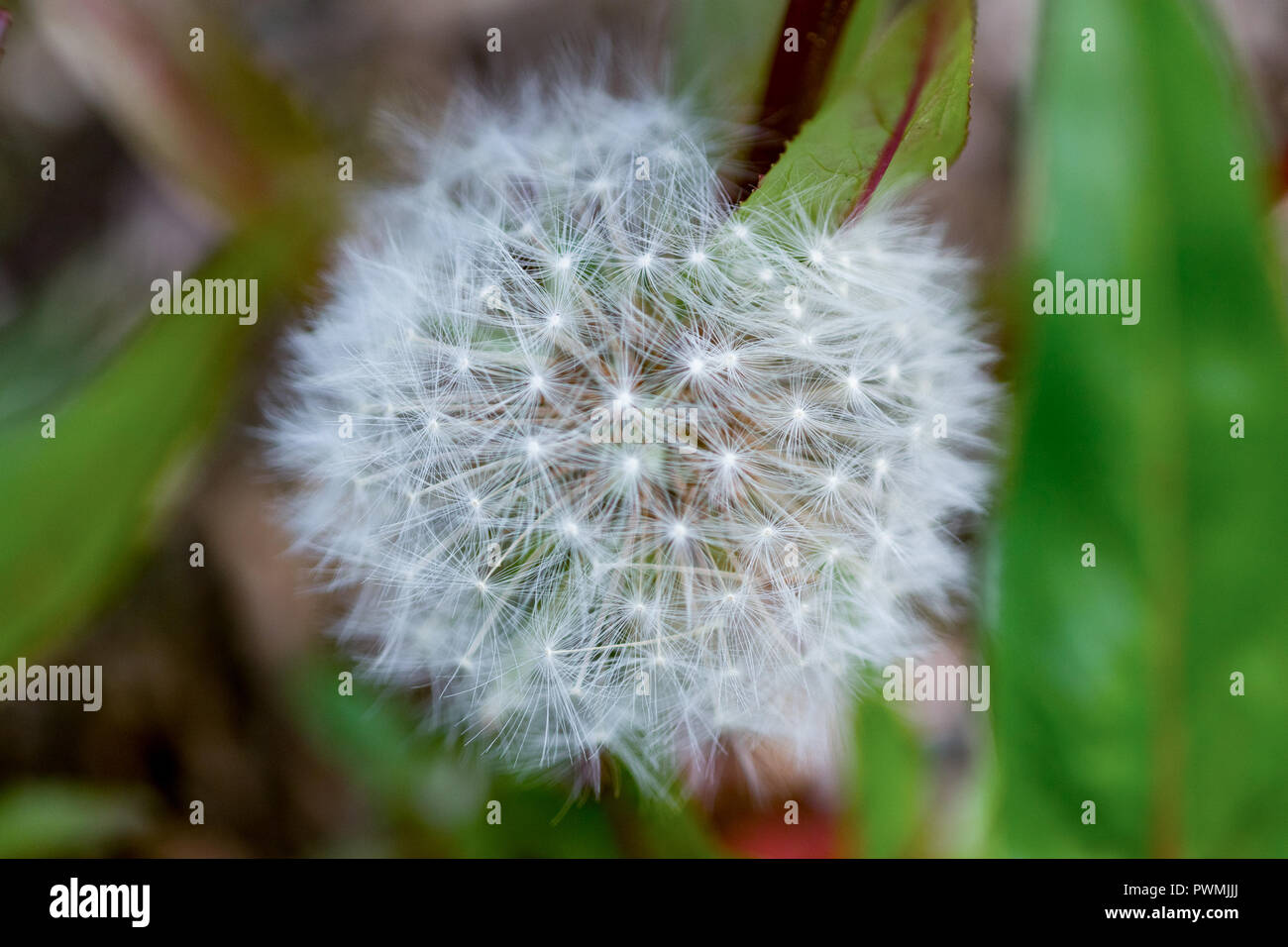 Close up of Dandelion Seed Puffs with a blurred background Stock Photo