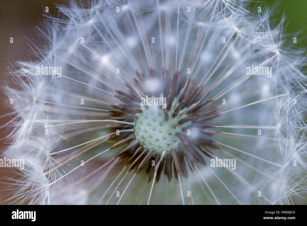 Close up of Dandelion Seed Puffs with a blurred background Stock Photo