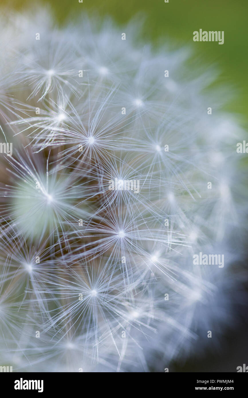 Close up of Dandelion Seed Puffs with a blurred background Stock Photo