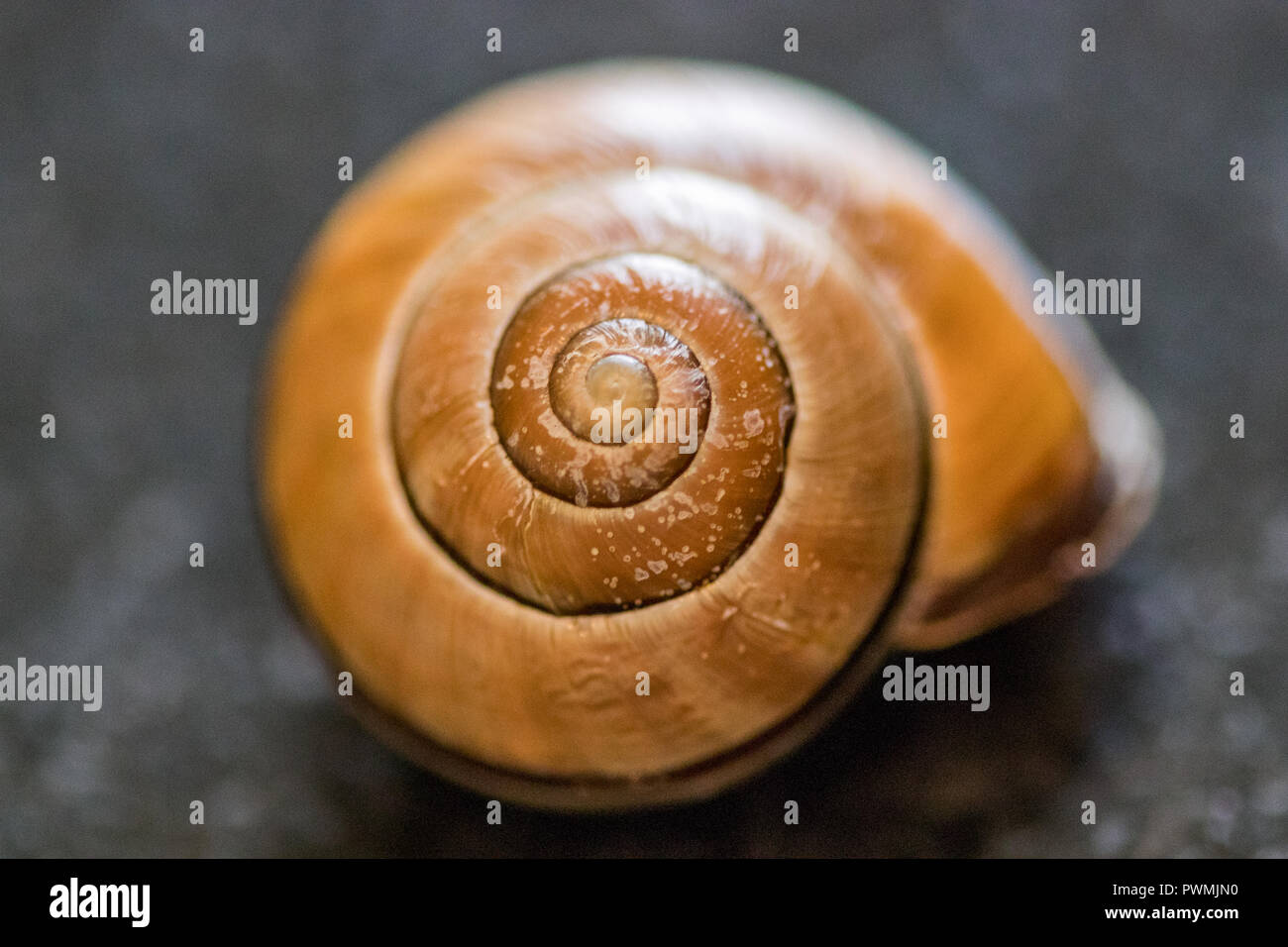 Macro of a brown snail shell on a blurred background table Stock Photo