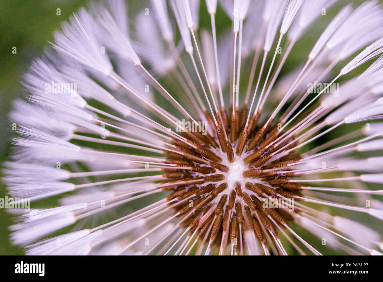 Close up of Dandelion Seed Puffs with a blurred background Stock Photo