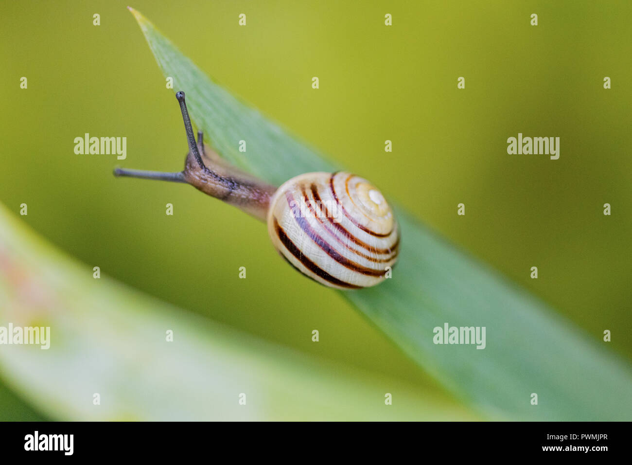 White Lipped Banded Snail on the edge of a green leaf in a garden with blurred background Stock Photo