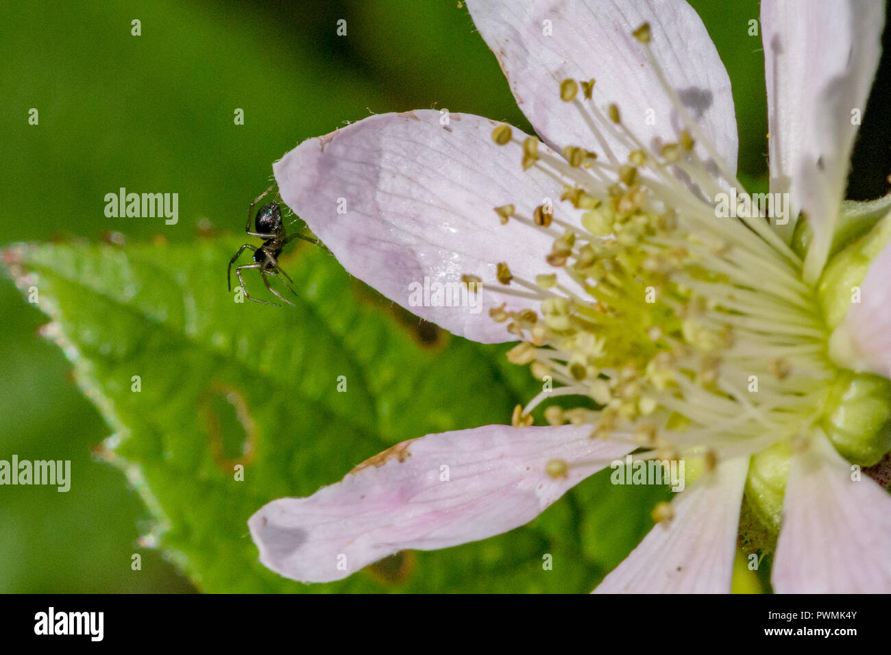 Small black spider hanging on the edge of a California Blackberry flower petal with blurred background Stock Photo