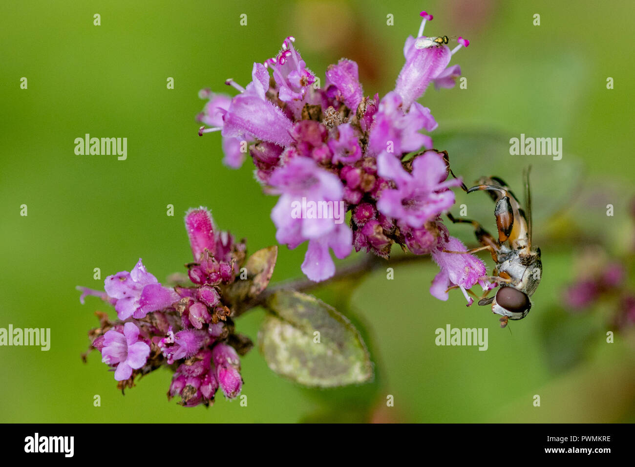 Close up of a Hoverfly collecting nectar from a purple flower, similar to a Neputa Nuda with a blurred garden background. Stock Photo